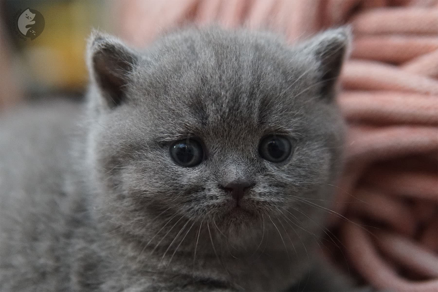 Gatita hembra elegante de la raza British Shorthair - foto 15