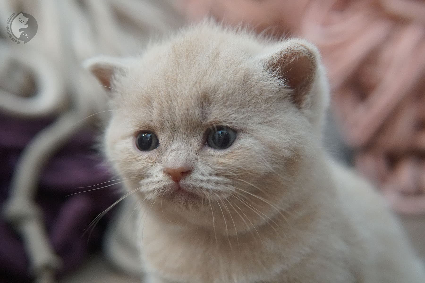 Cachorra lilac British Shorthair - foto 16