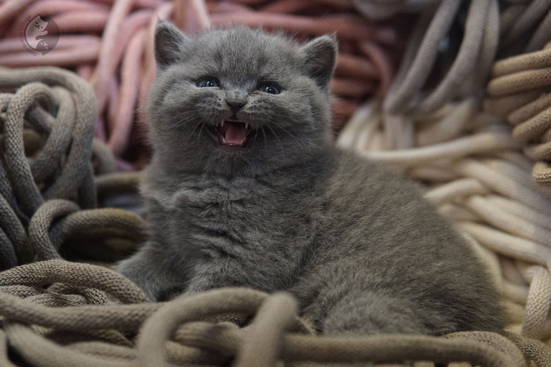 Cachorro de raza British Shorthair caminando - foto 17