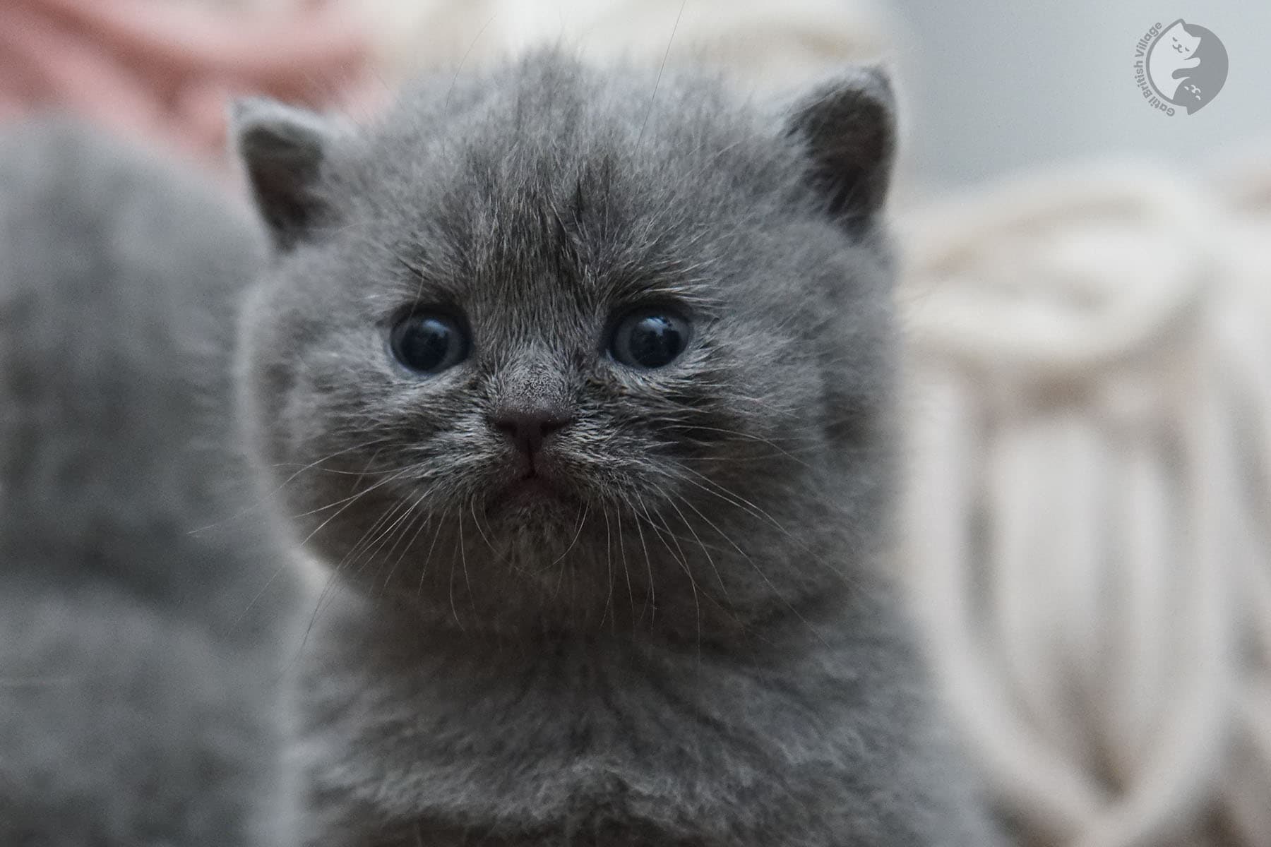 Primer plano de gatito British Shorthair - foto 19