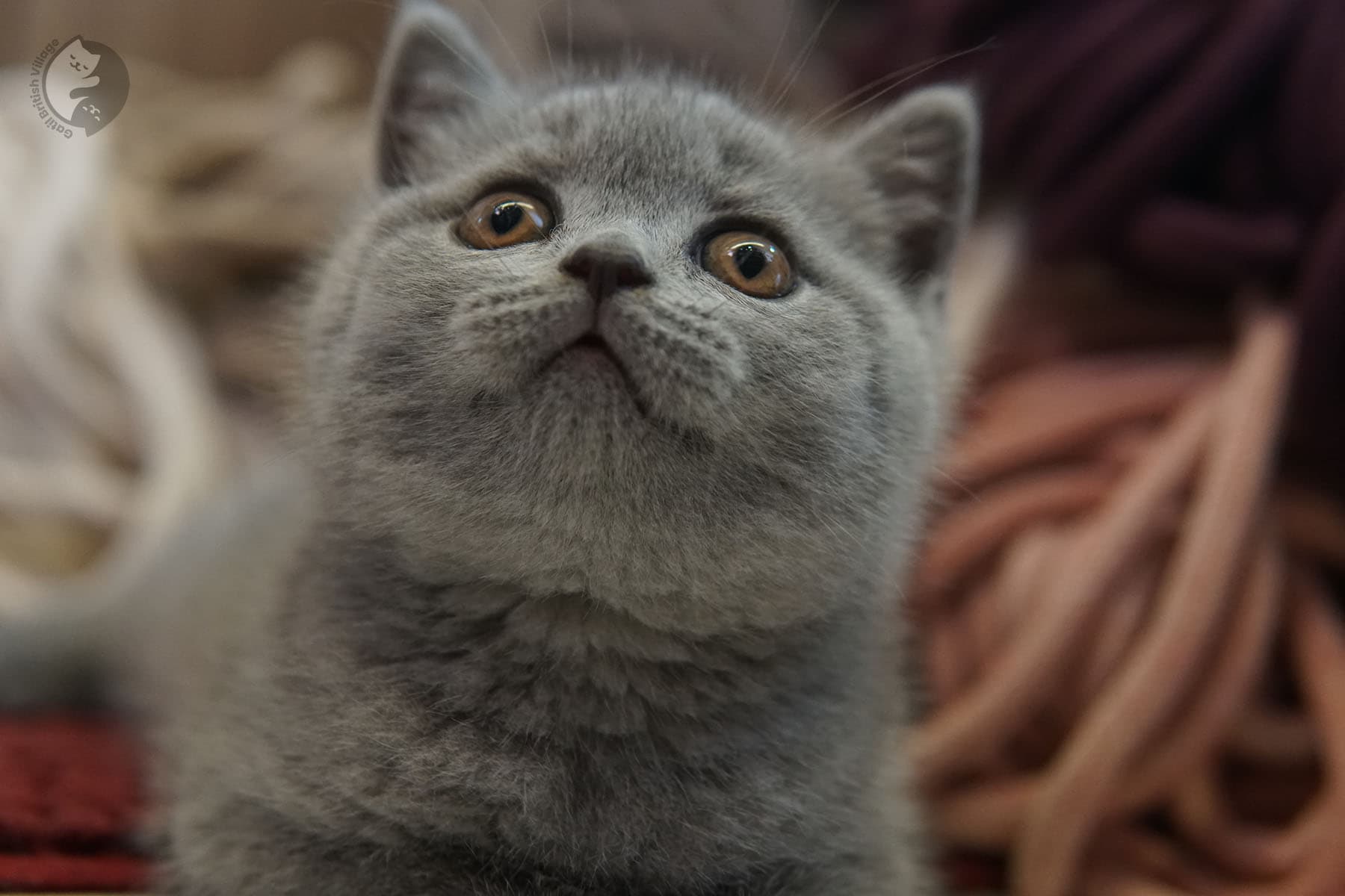 Cachorro de raza British Shorthair atento - foto 20