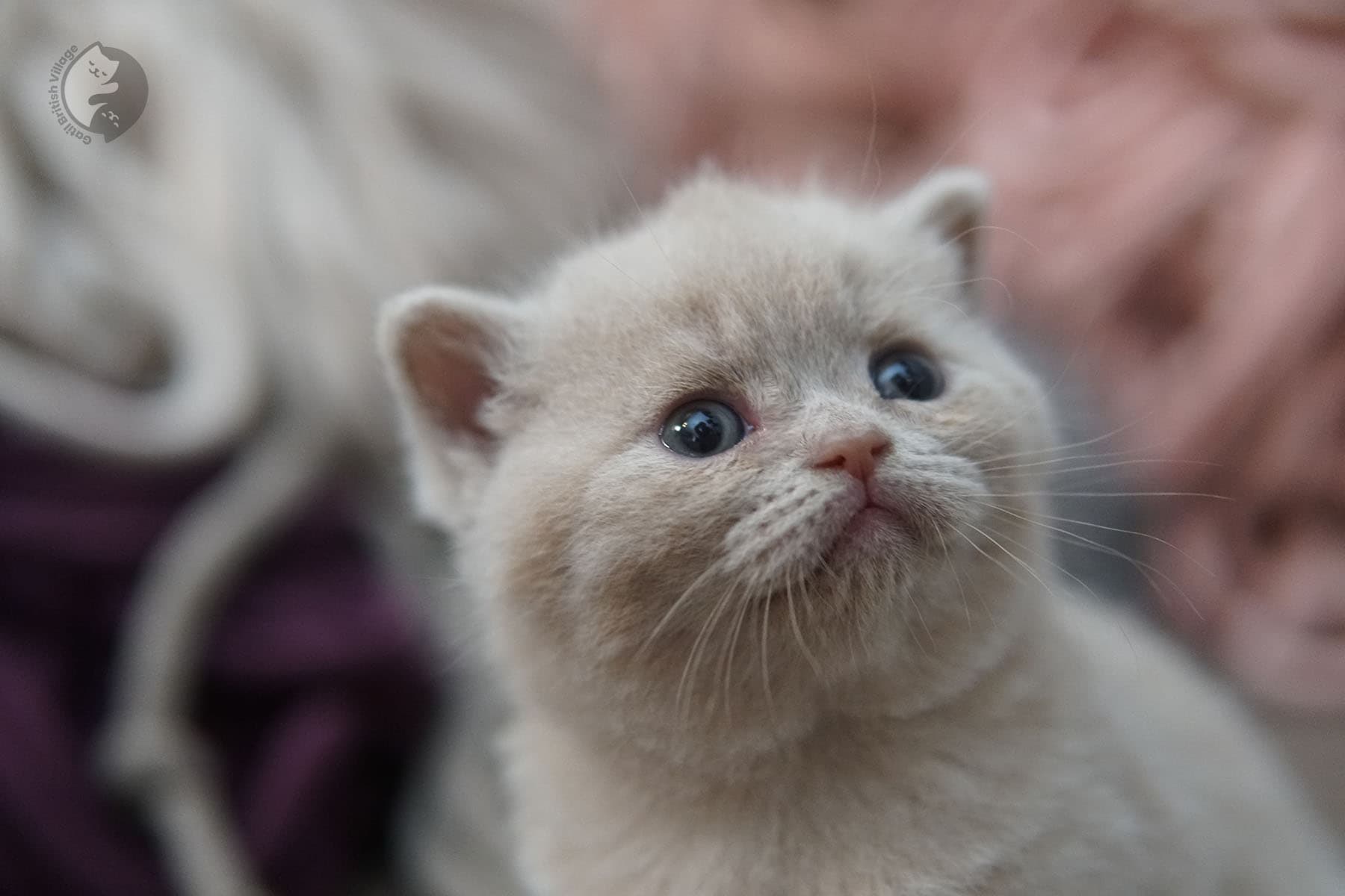 Cachorro expresivo y carismático de la raza British Shorthair - foto 22