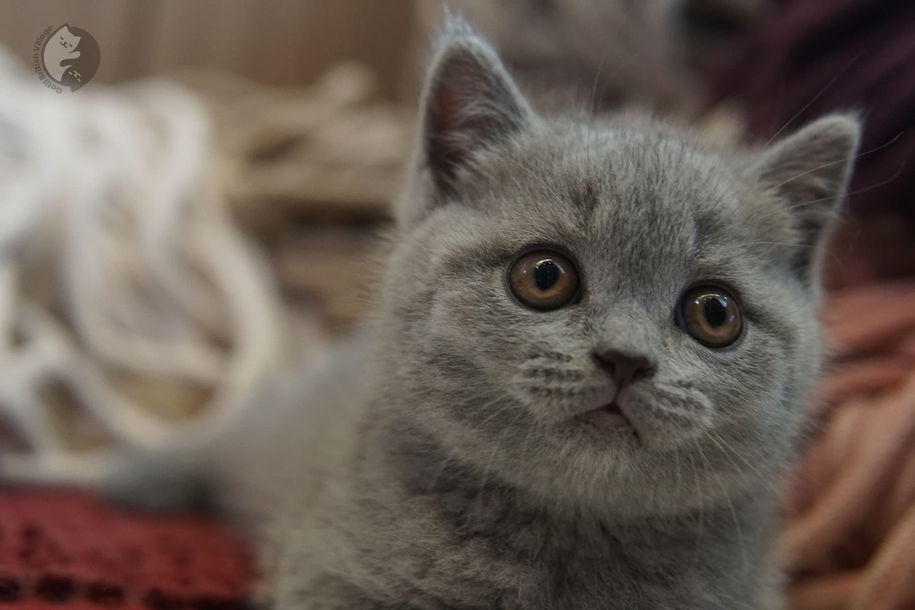 Gatito adorable de la raza British Shorthair - foto 24