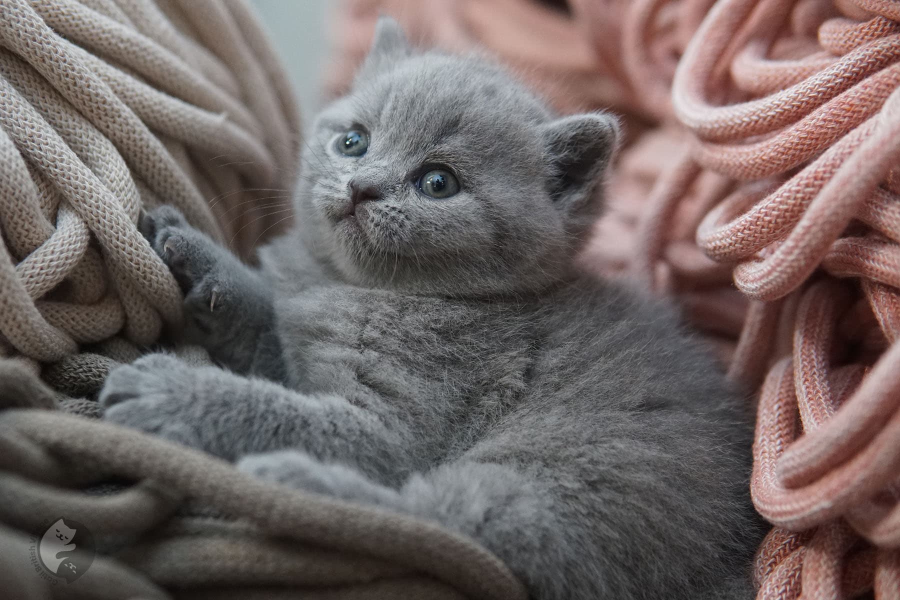 Gatito en brazos British Shorthair - foto 26