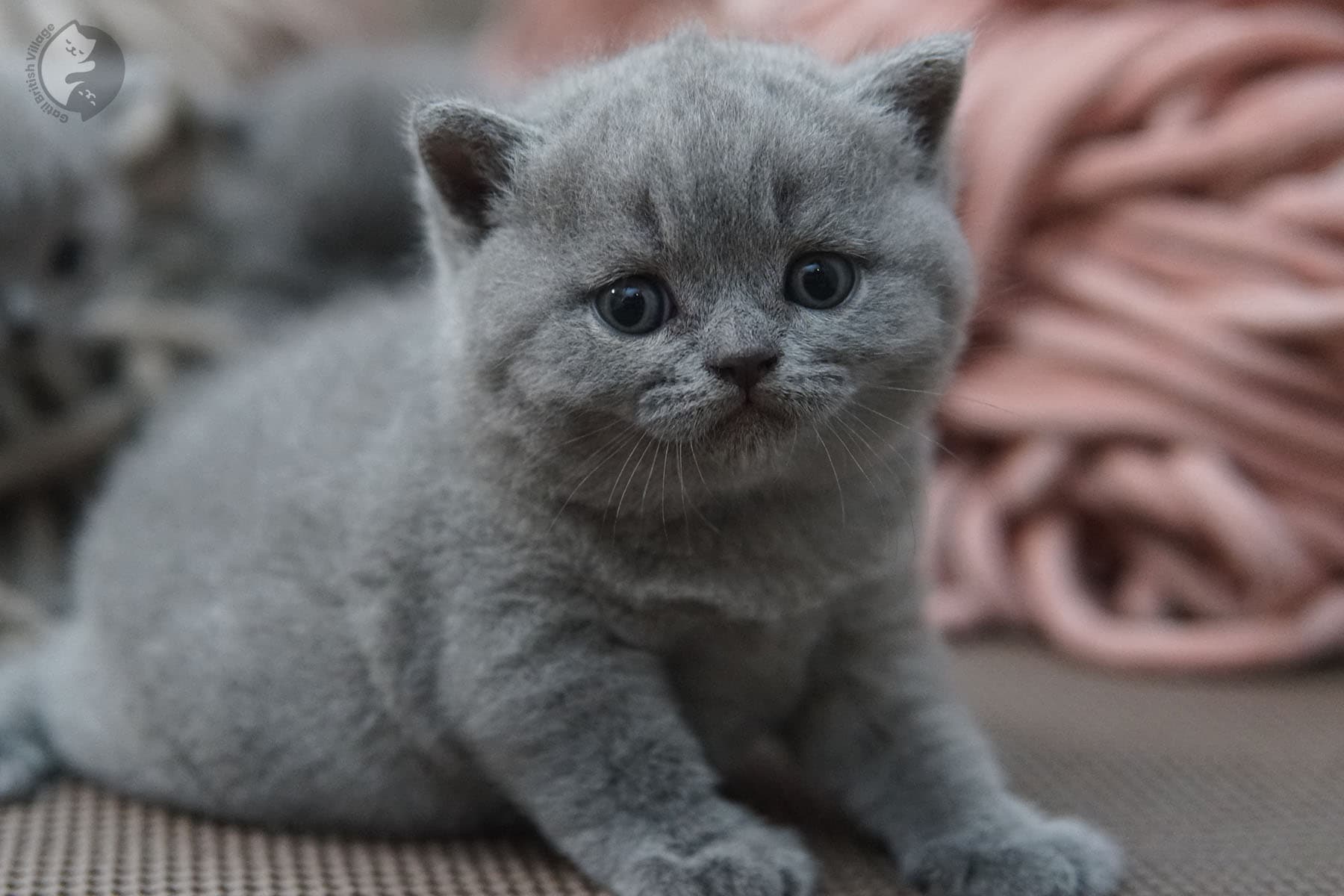 Foto dulce de gatito de raza - foto 27