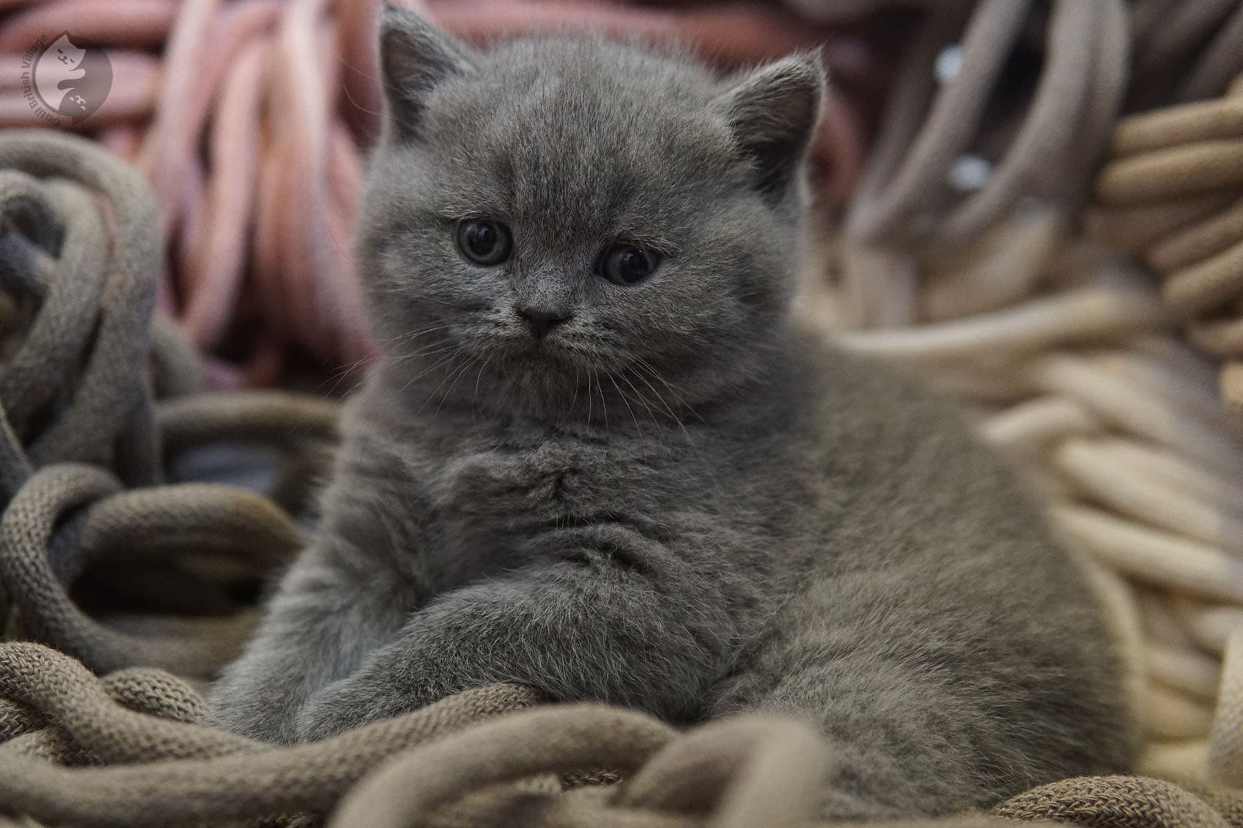 Mirada cautivadora de cachorro British Shorthair - foto 28