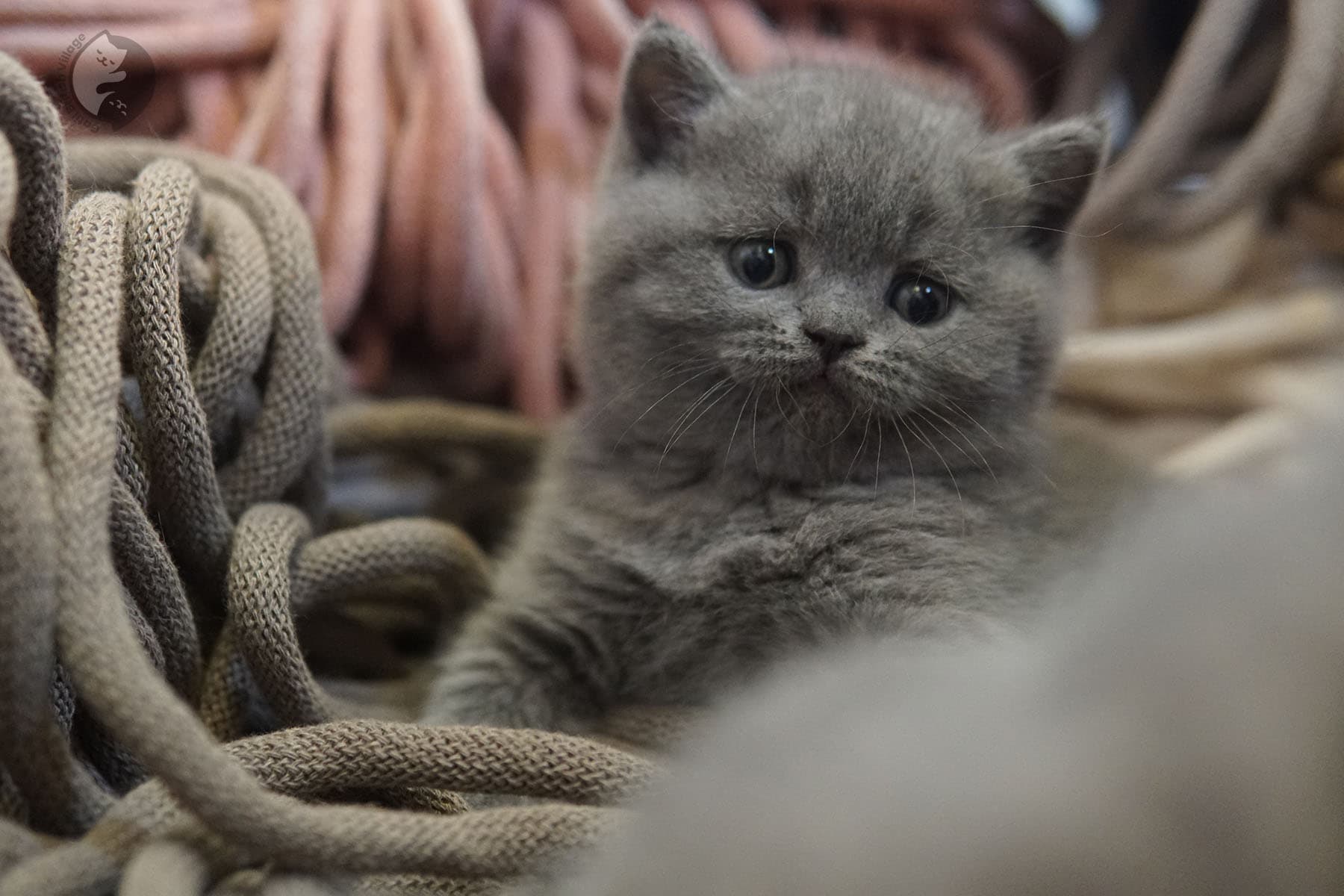 Cachorros en grupo de la raza British Shorthair - foto 29