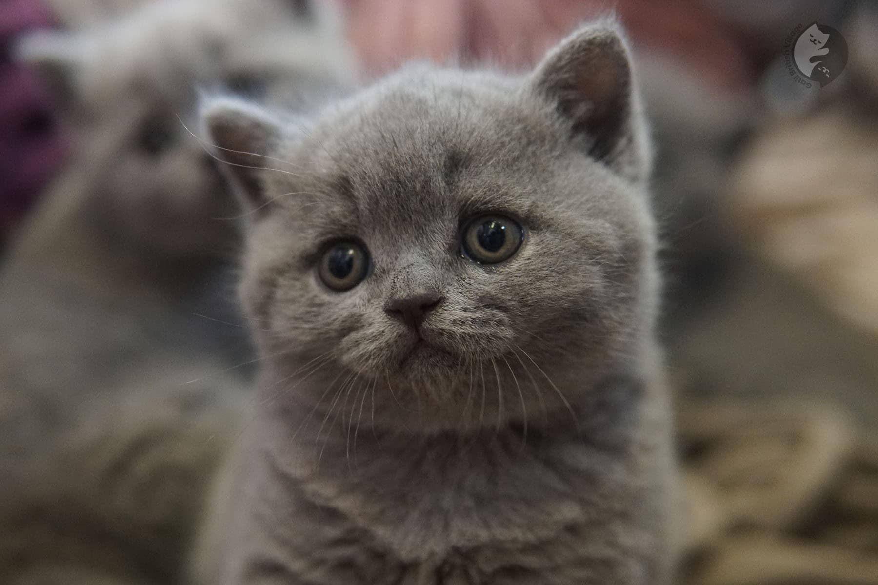 Foto de gatito feliz de la raza British Shorthair - foto 30