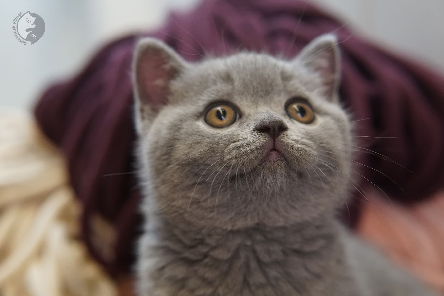 Gatito con apariencia de peluche - foto 32
