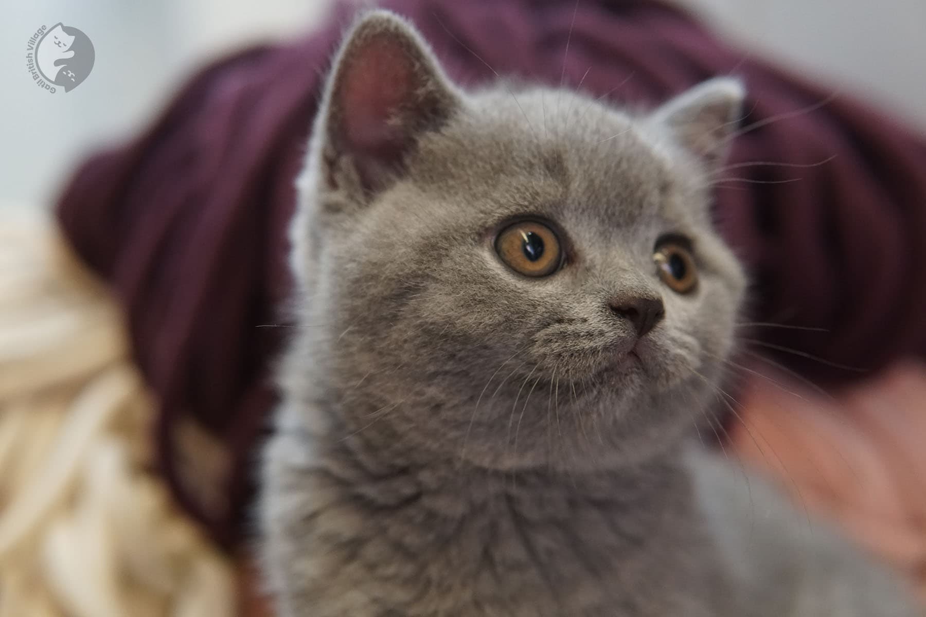 Cachorro atento de la raza British Shorthair - foto 33