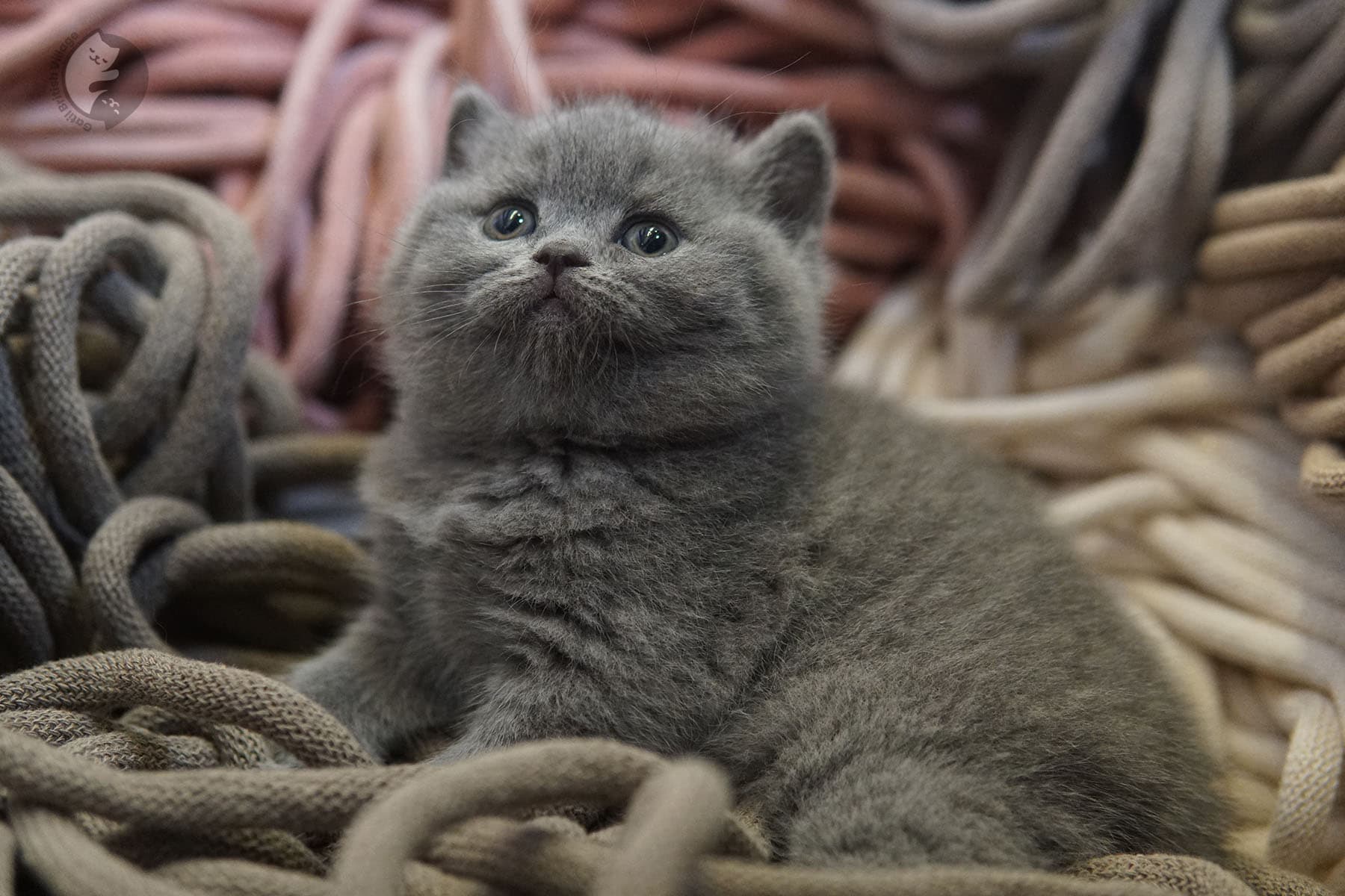 Gatito en ambiente tranquilo - foto 36