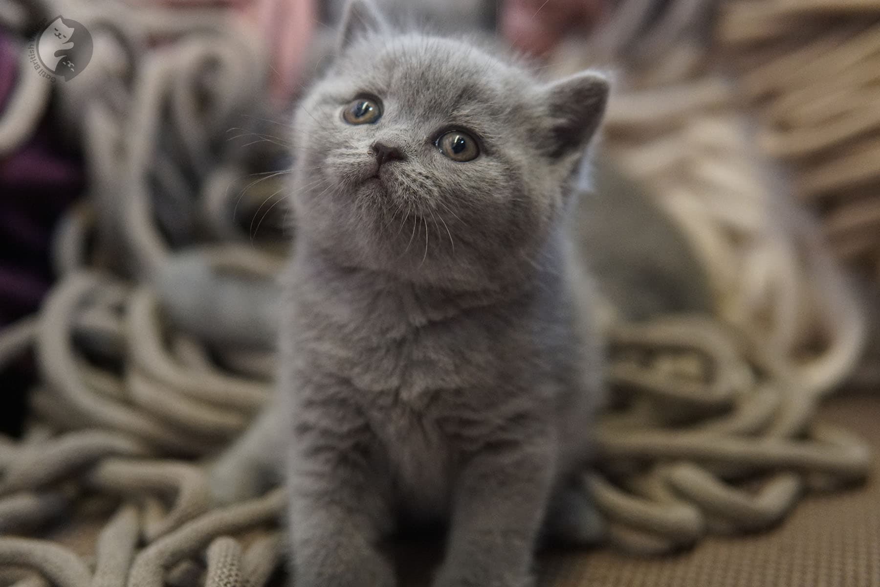 Gato British Shorthair estirándose - foto 37