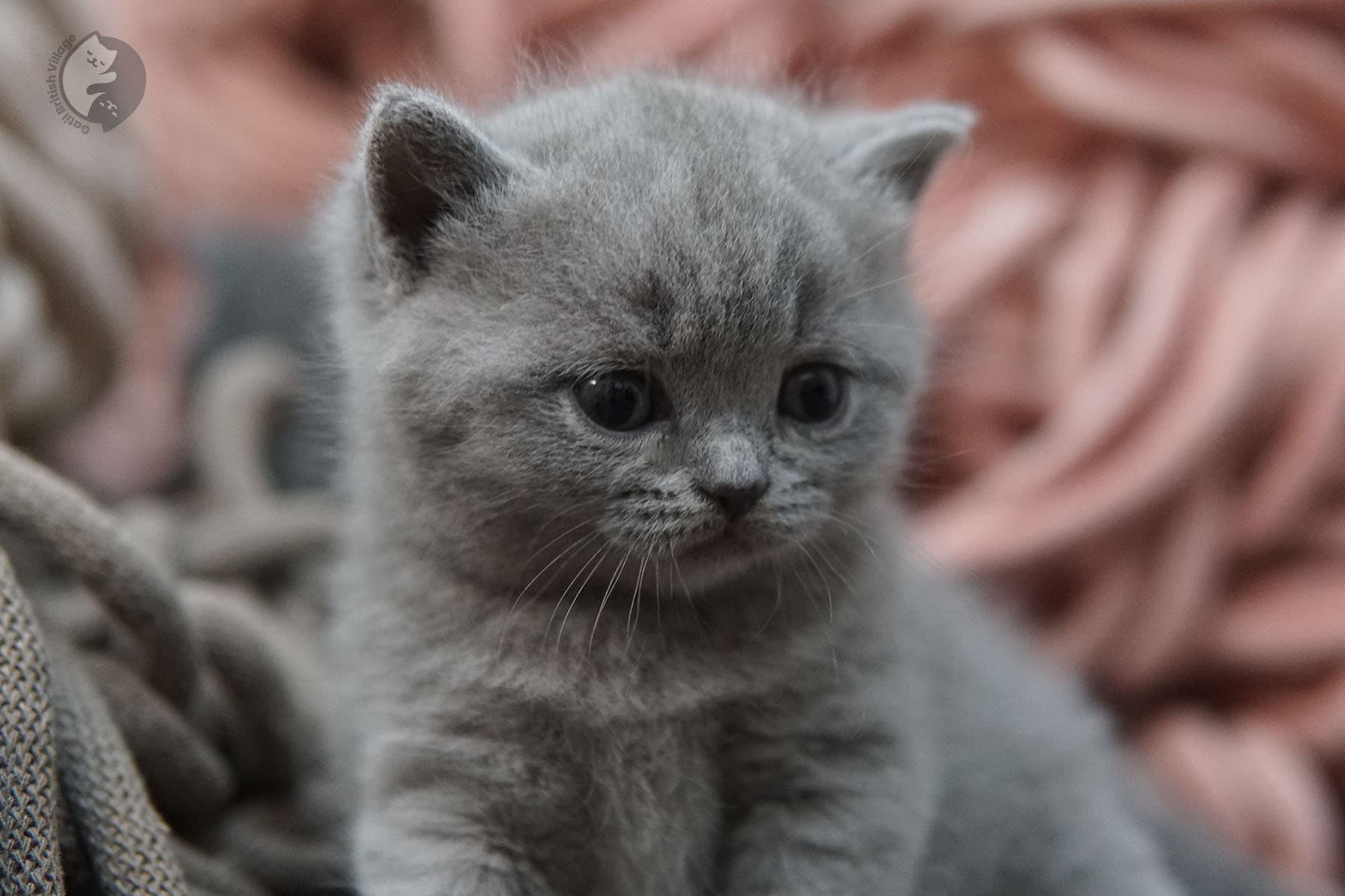Pose elegante de gatito - foto 40