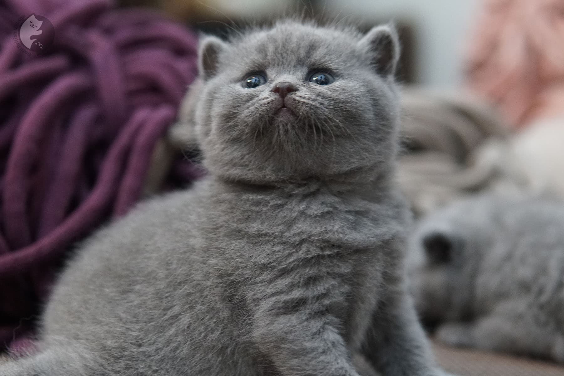 Gato de raza con mirada carismática - foto 43
