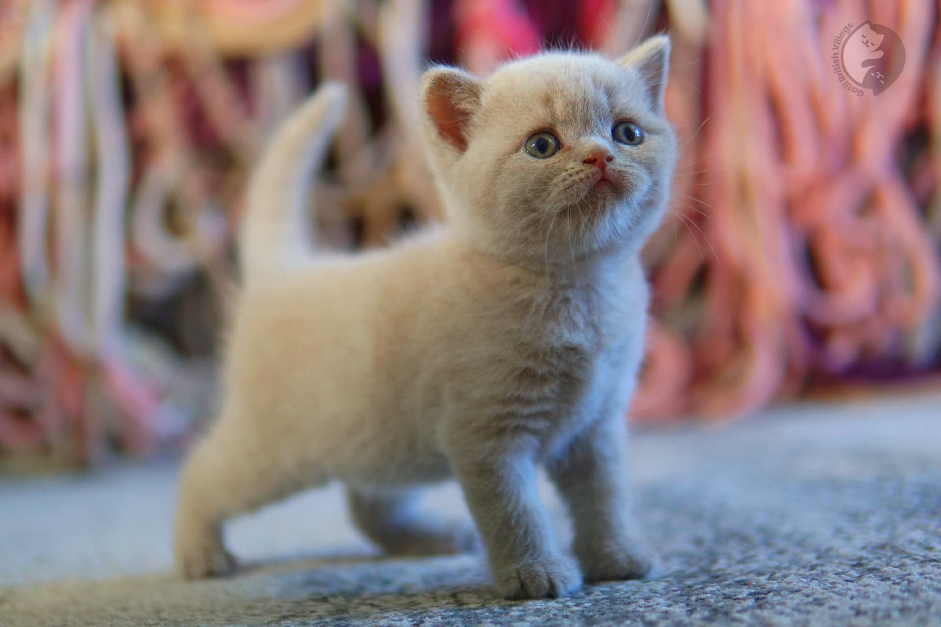 Gatito British Shorthair con expresión curiosa sobre manta azul