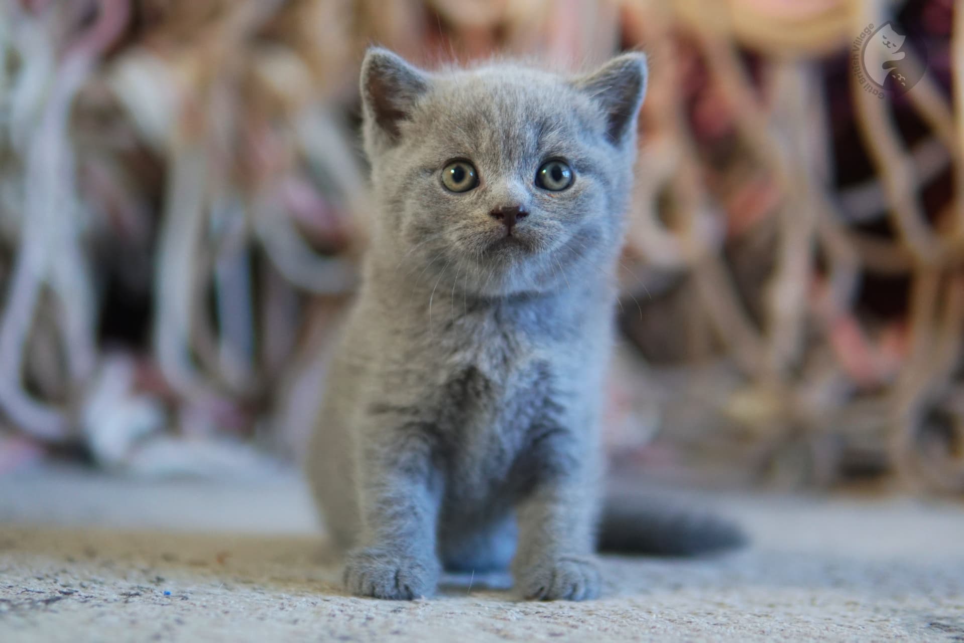 Gatito caminando sobre cobija gris