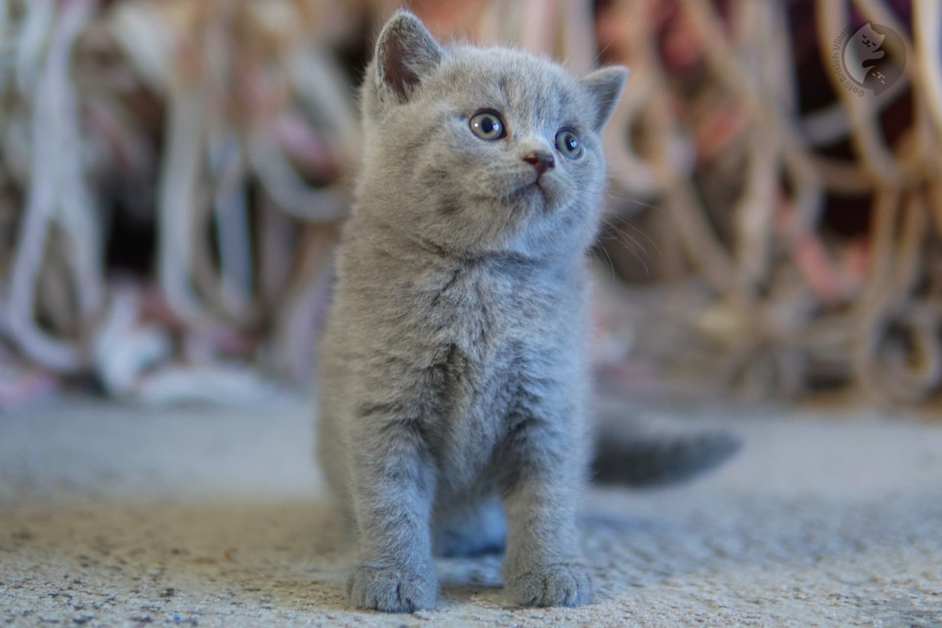 Gatito explorando el entorno con suavidad