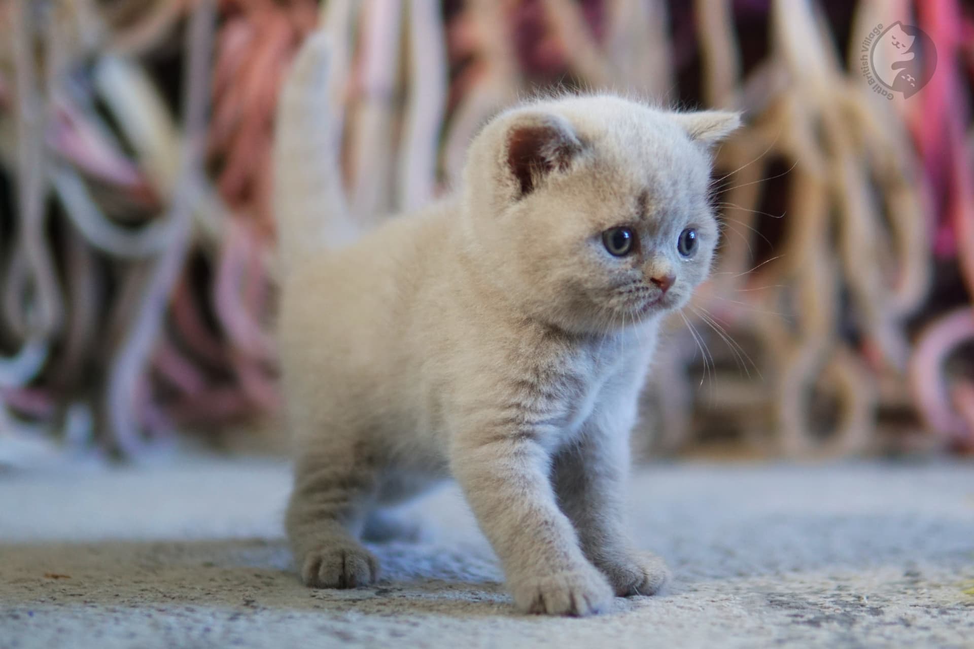 Gatito con expresión dulce y serena