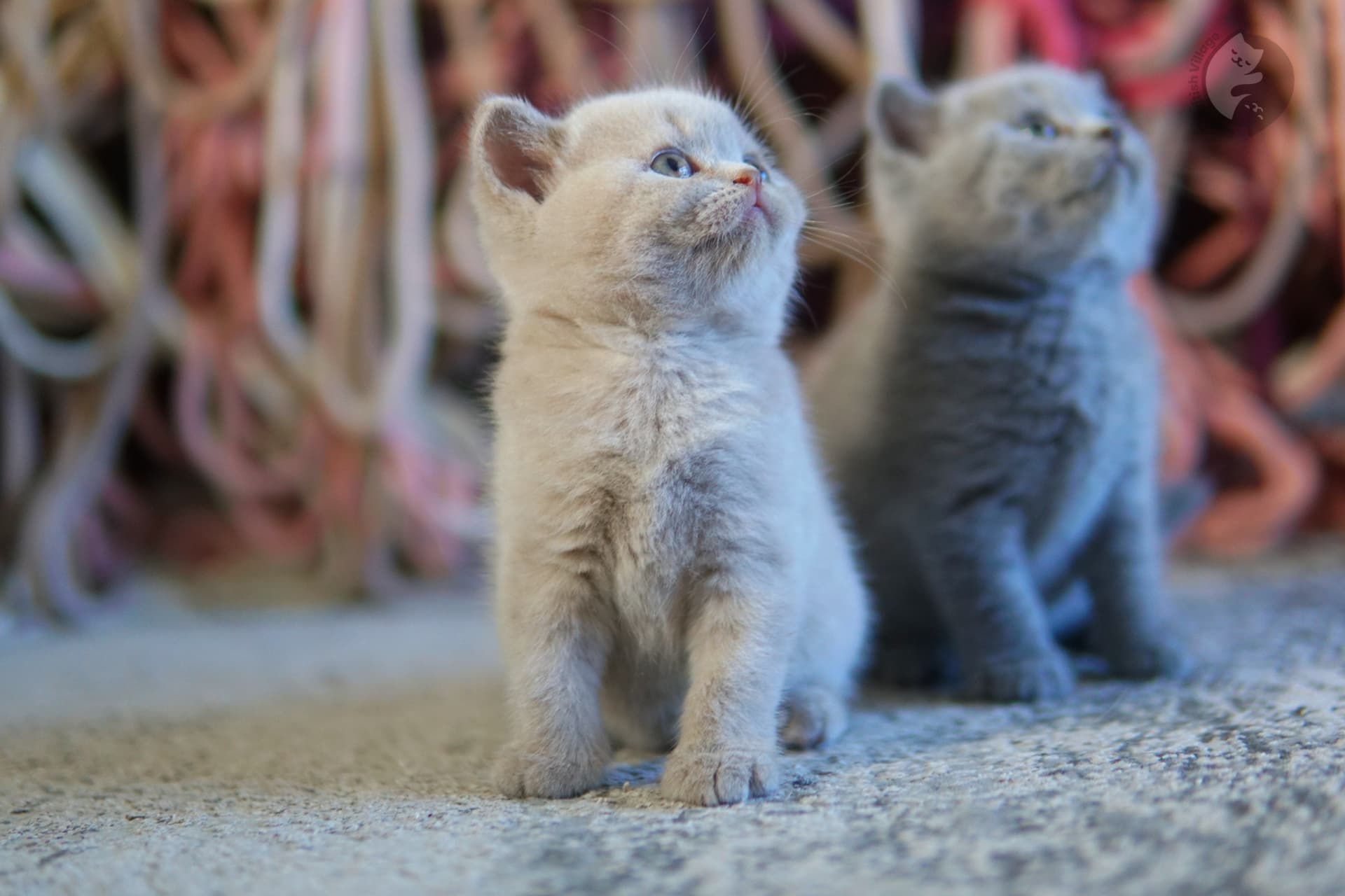 Dos gatitos mirando a la cámara