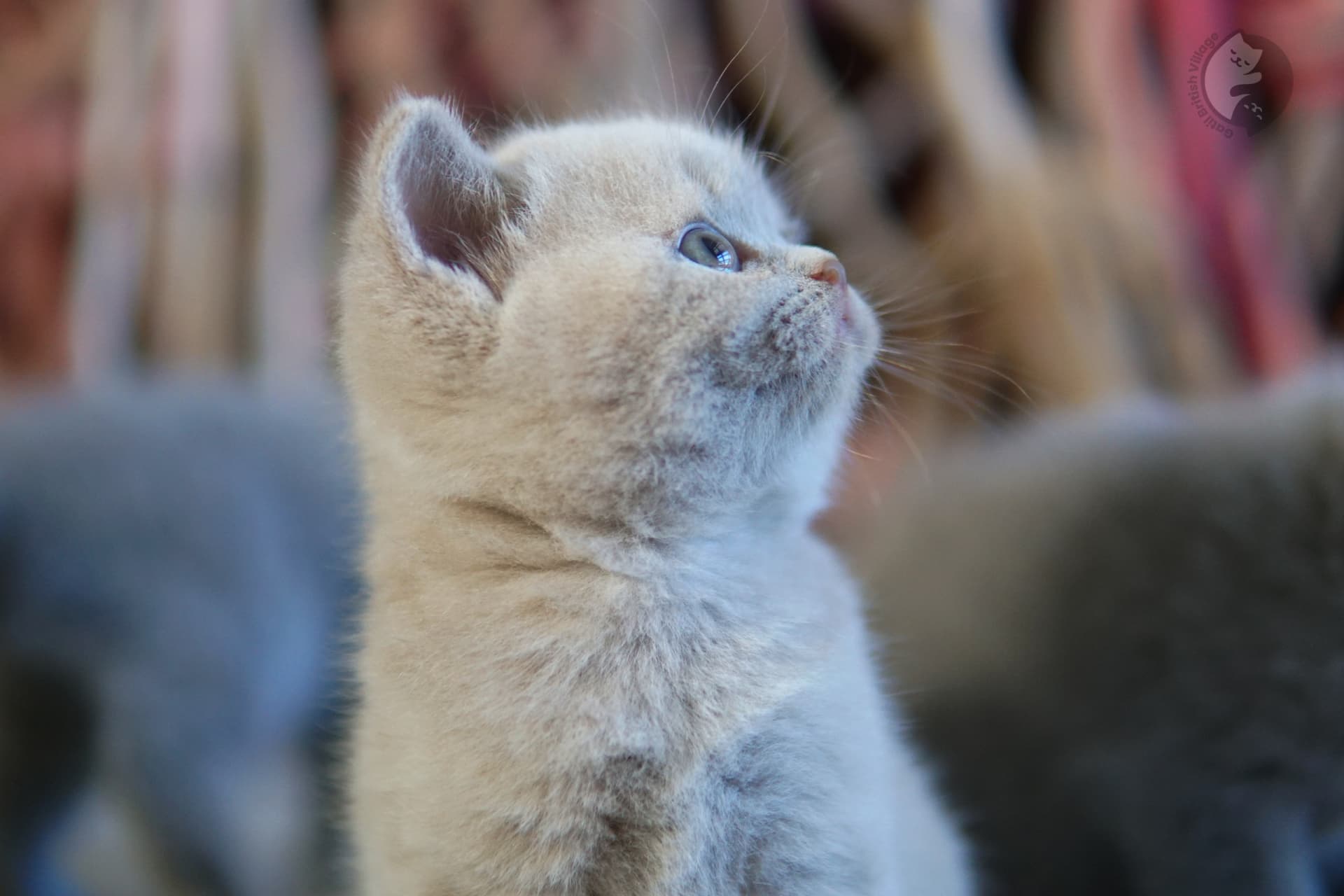 Gatito posando sobre un sofá