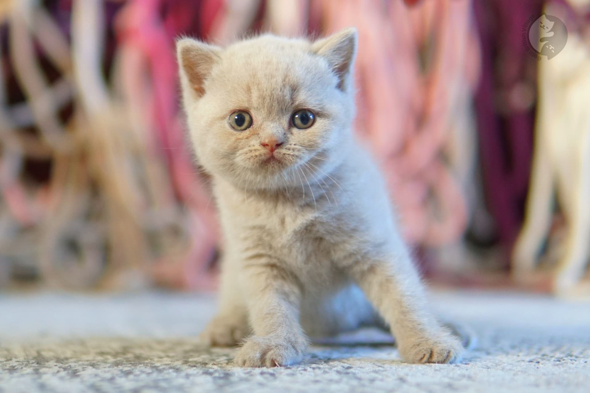 Gatito envuelto en manta suave