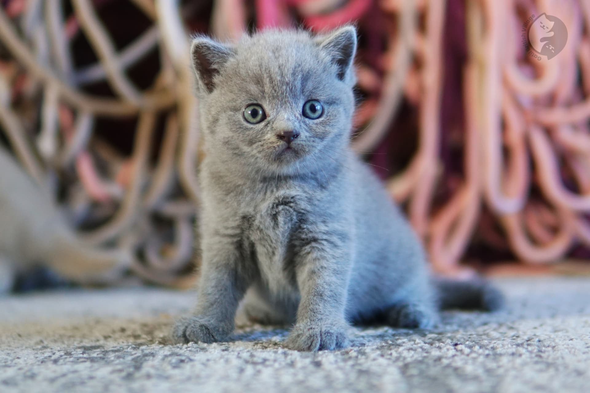 Gatito con ojos atentos y grandes