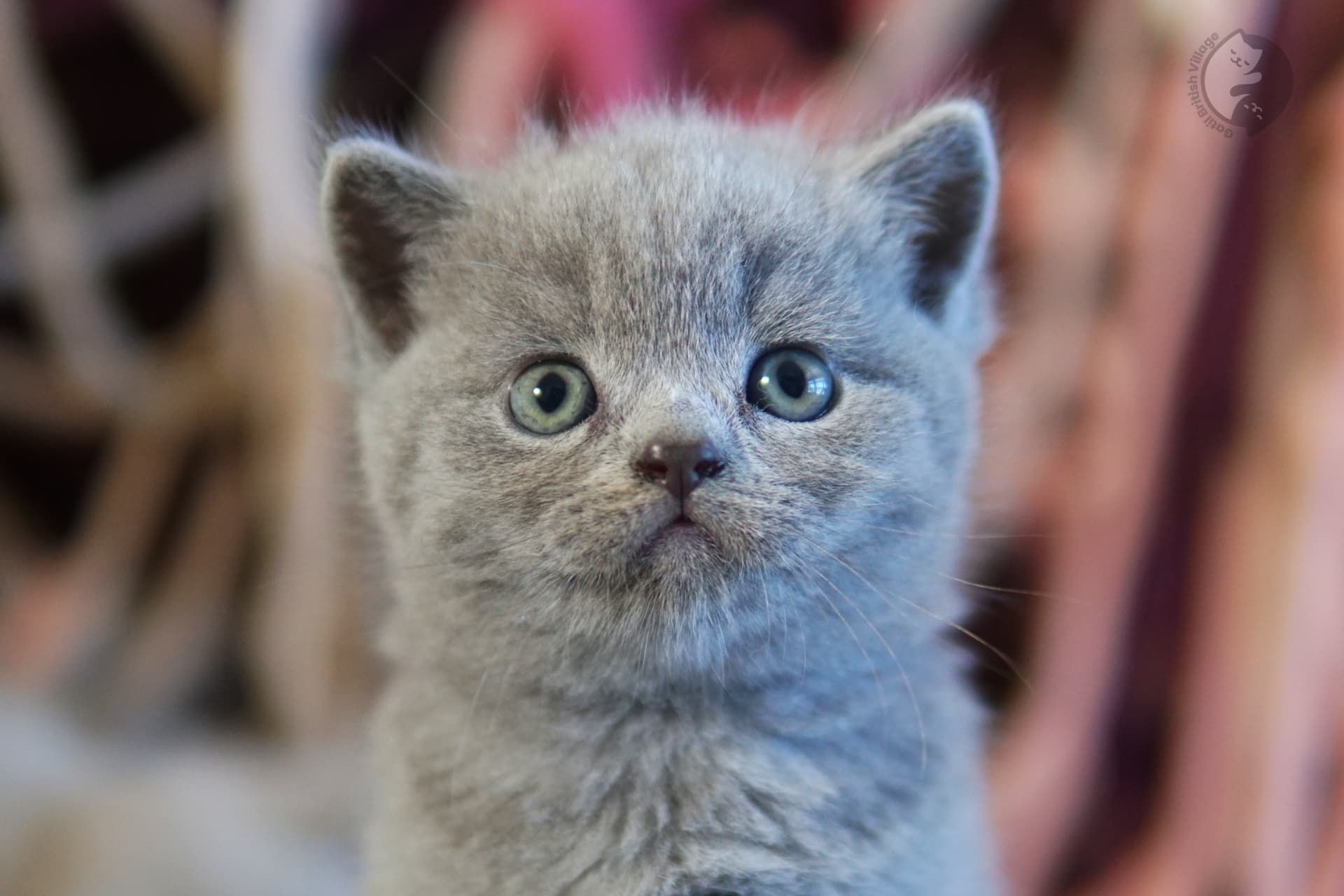 Gatito mirando hacia arriba con ternura