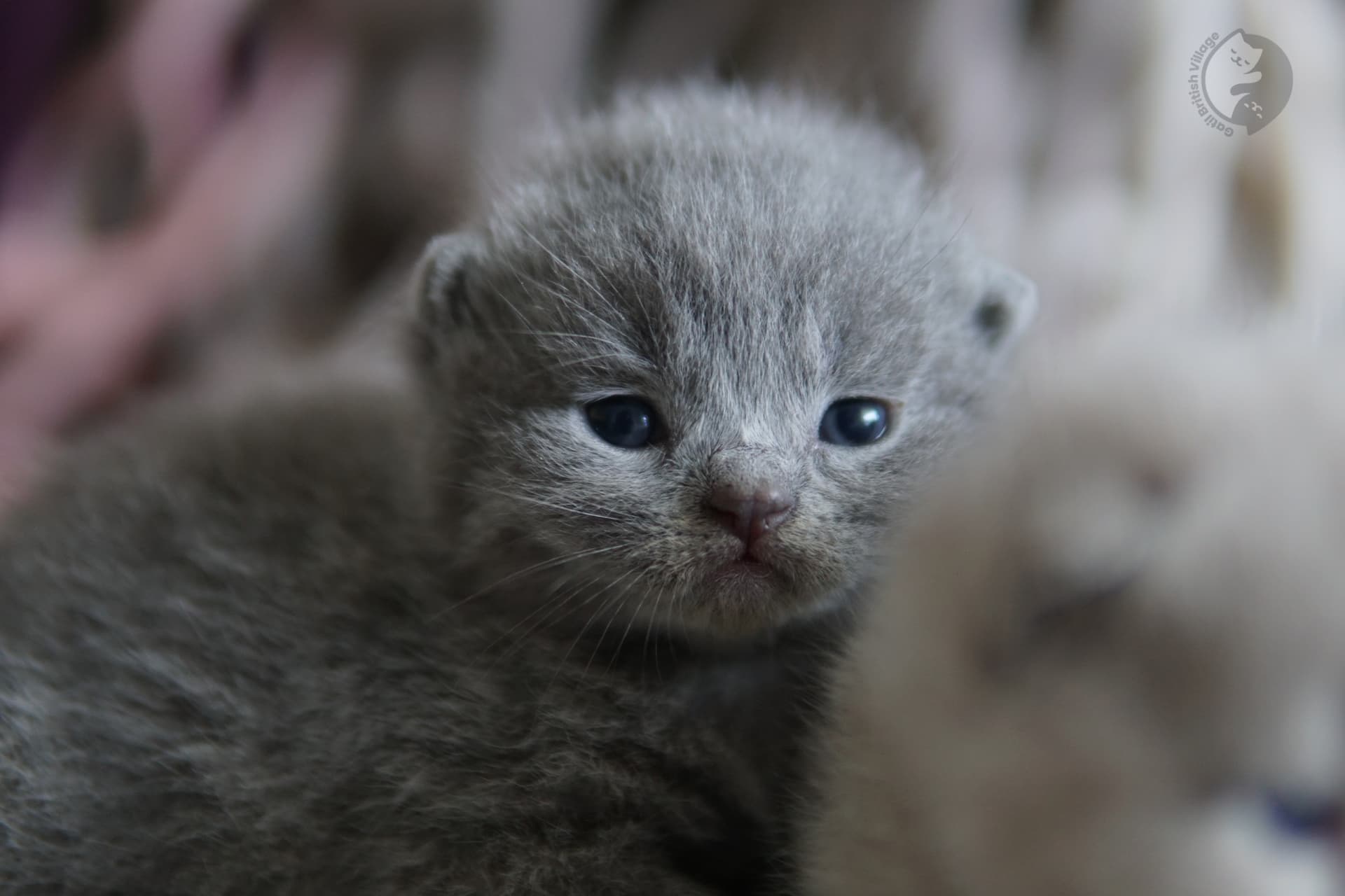 Gatito profundamente dormido