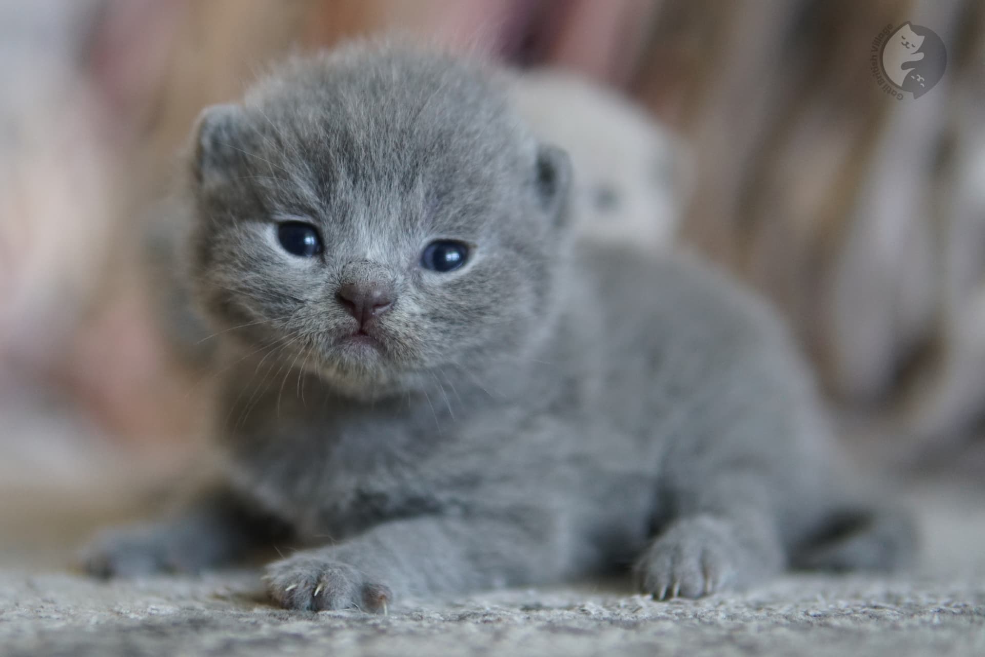 Gatito envuelto en manta rosada