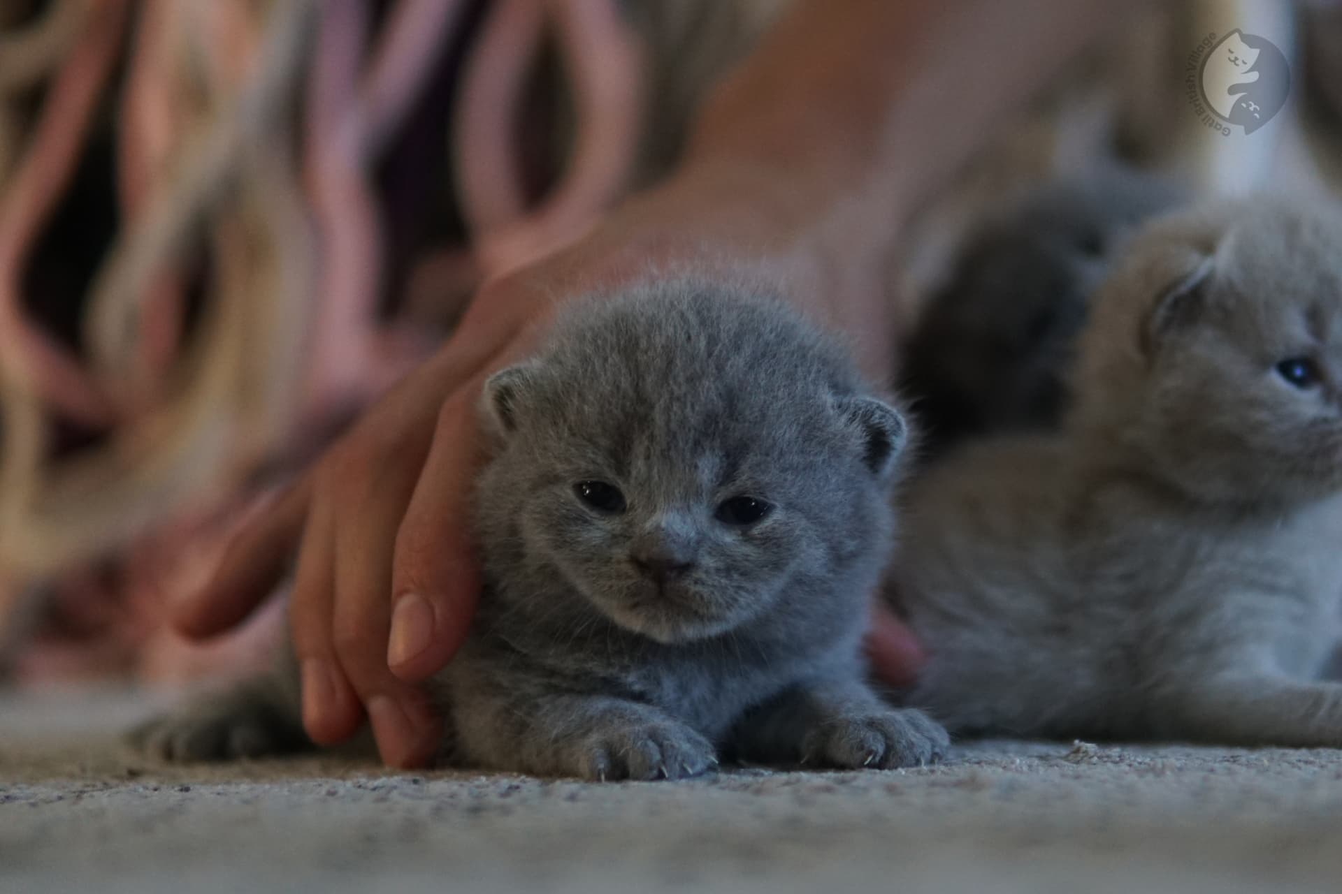 Gatito sentado mirando hacia adelante