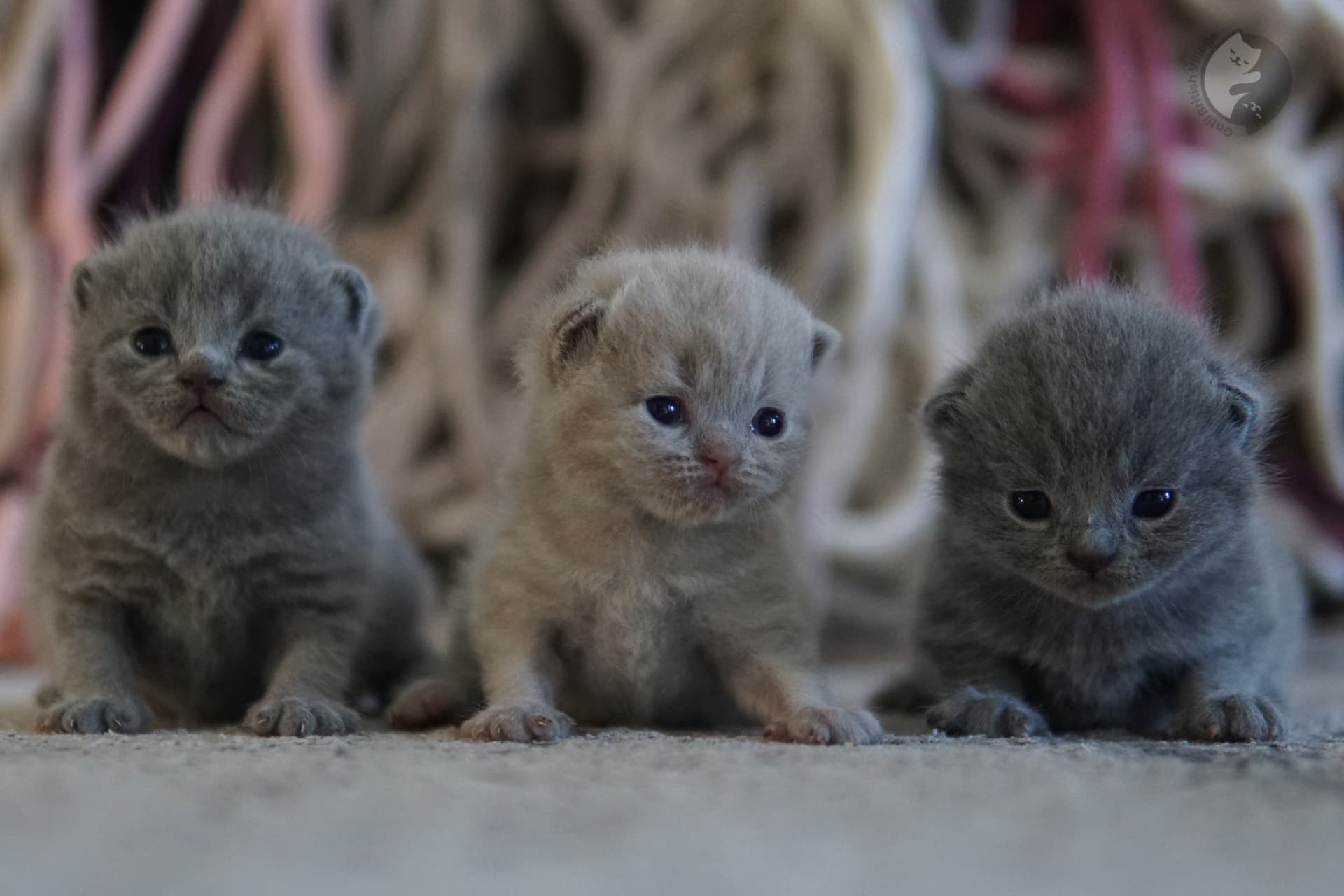 Gatito atento al movimiento del entorno