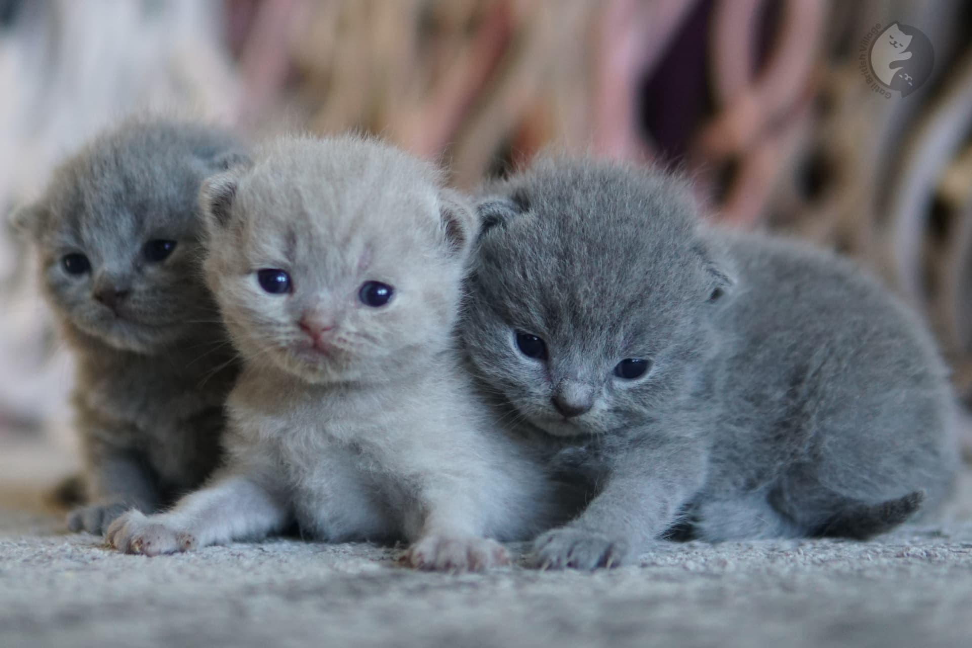 Bigotes de gatito en primer plano