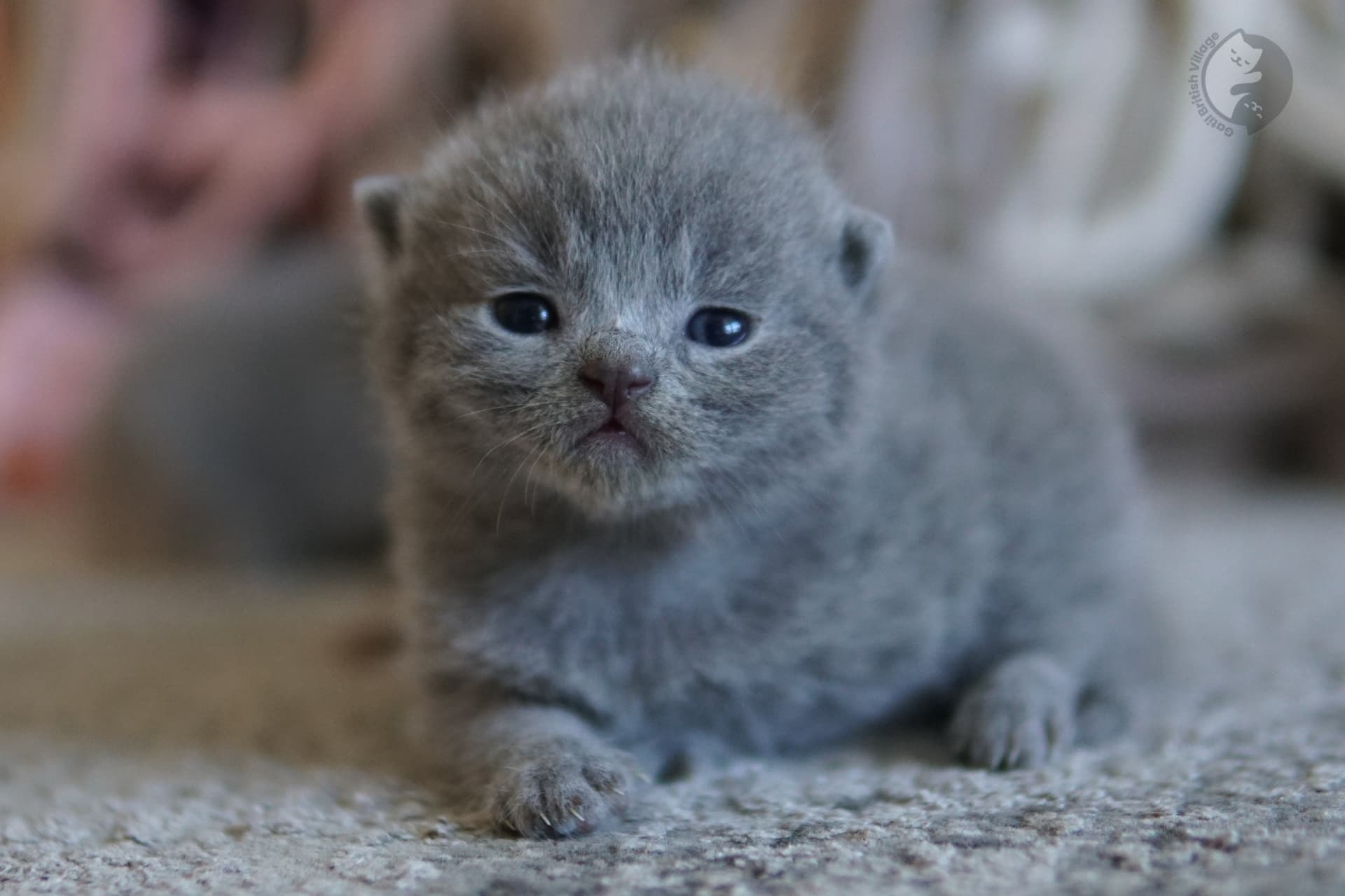 Gatito posando para la cámara con atención