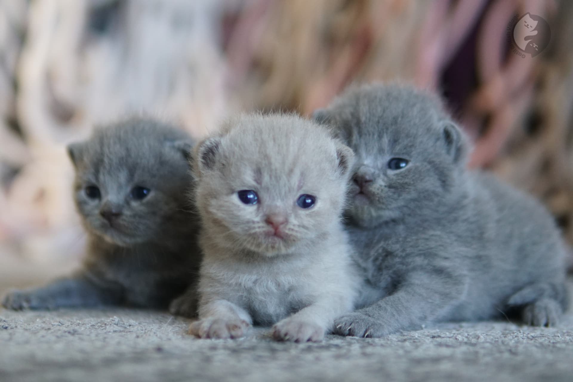 Gatito con mirada brillante y dulce