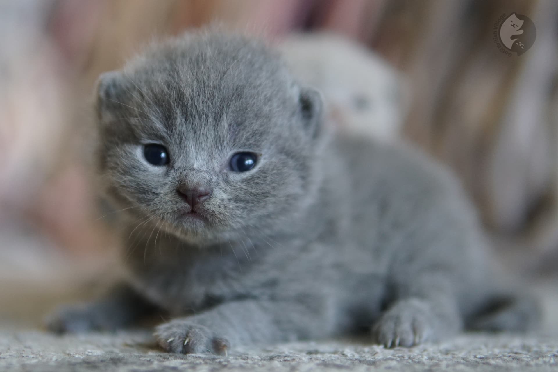 Patas pequeñas del gatito en primer plano