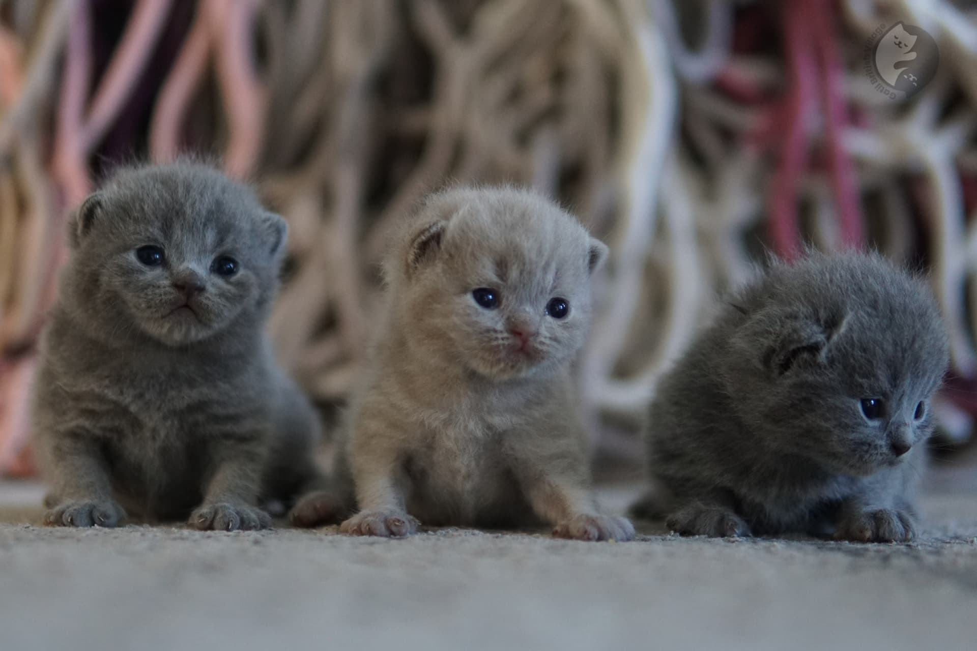 Nariz y hocico de gatito en detalle