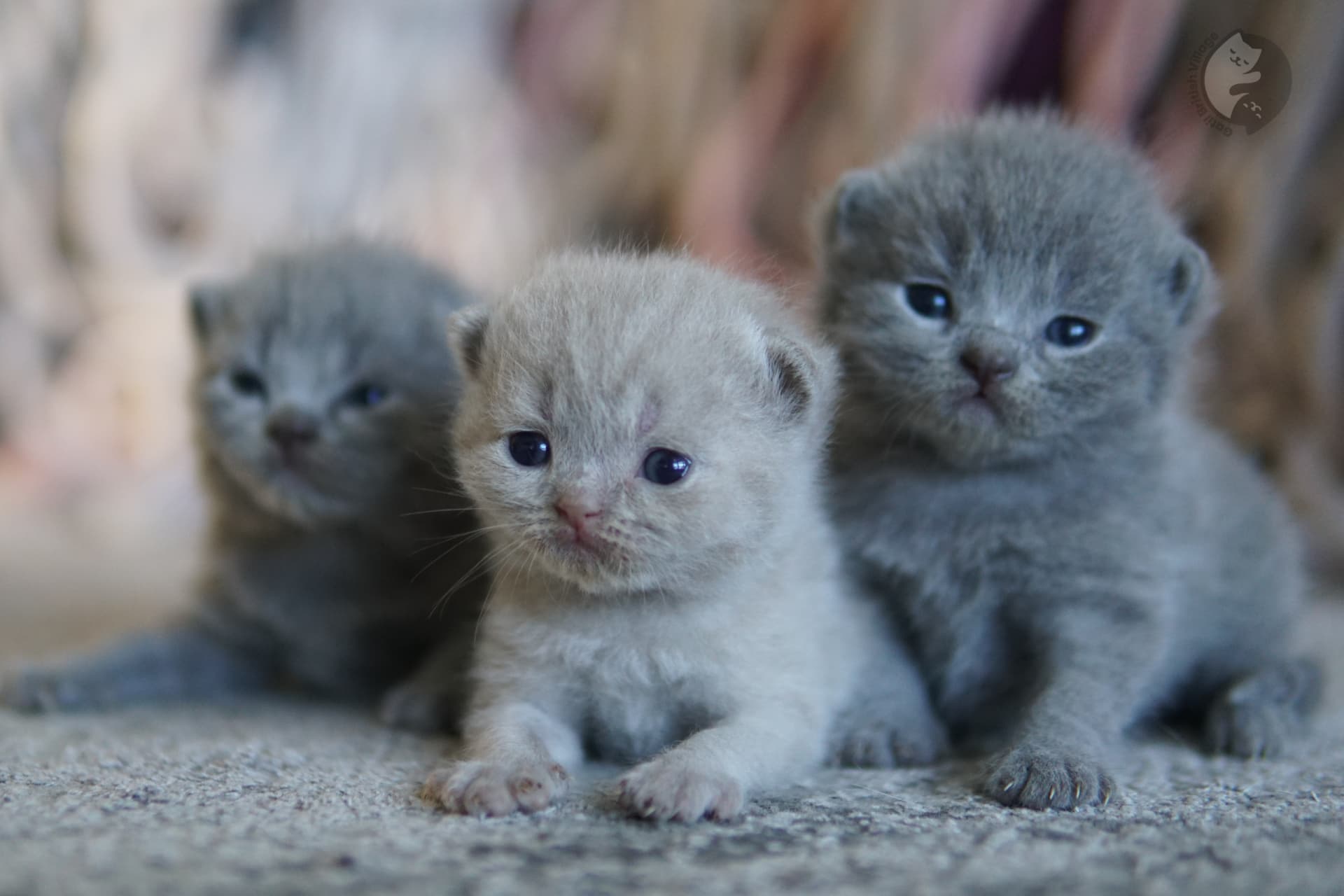 Gatito con ojos bien abiertos y redondos