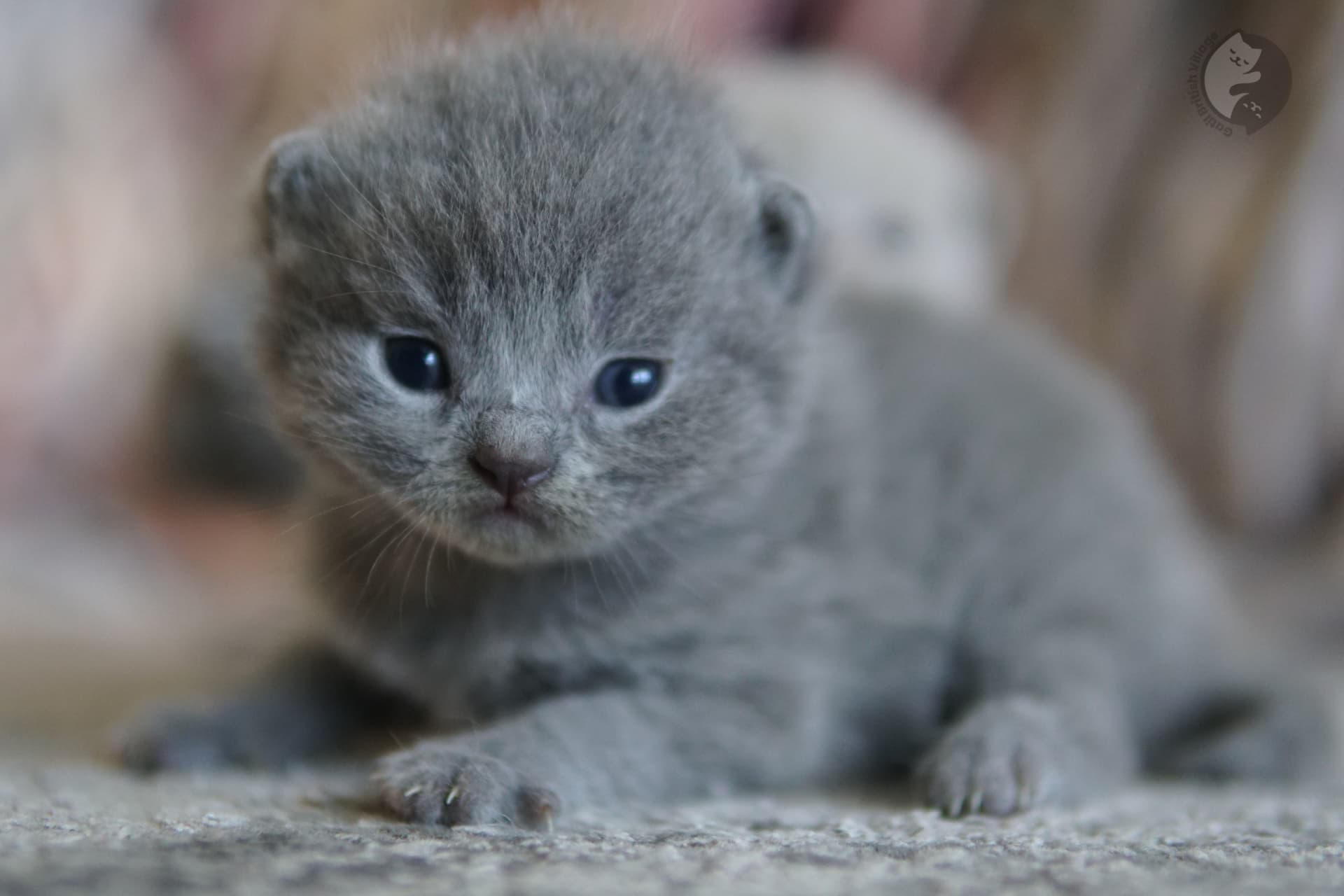 Pelaje del gatito suave como algodón
