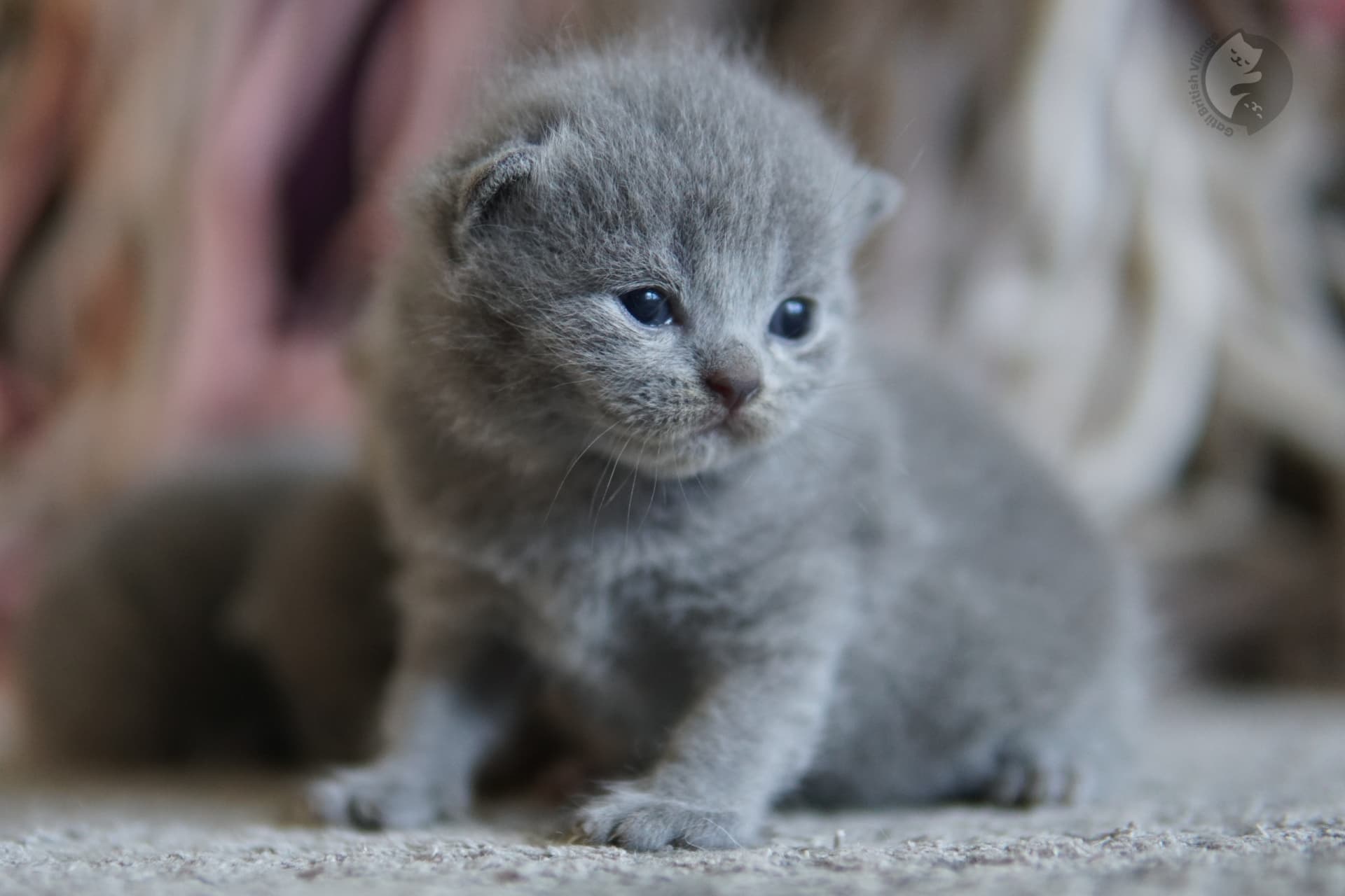 Orejas del gatito erguidas y atentas