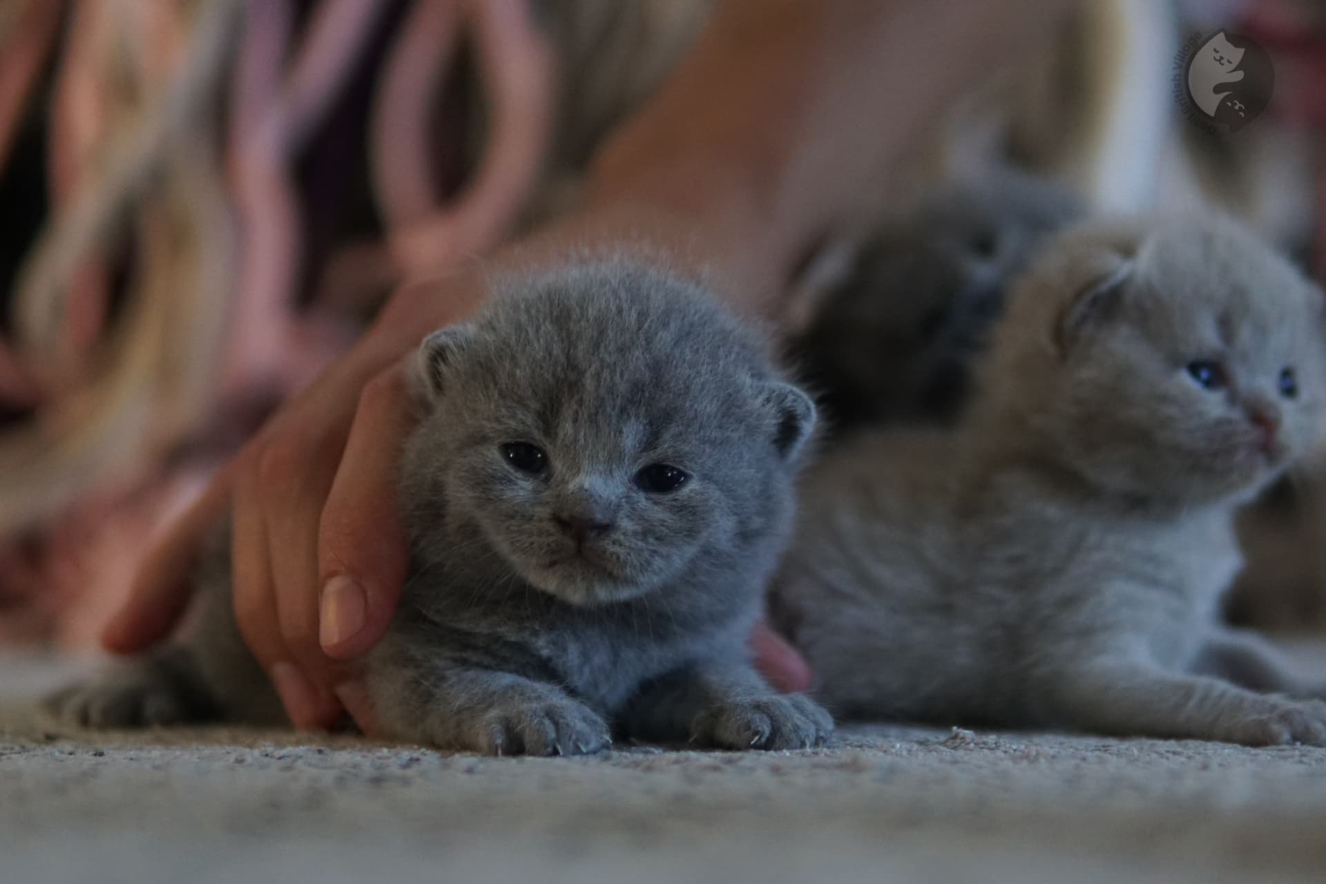 Gatito en posición de juego