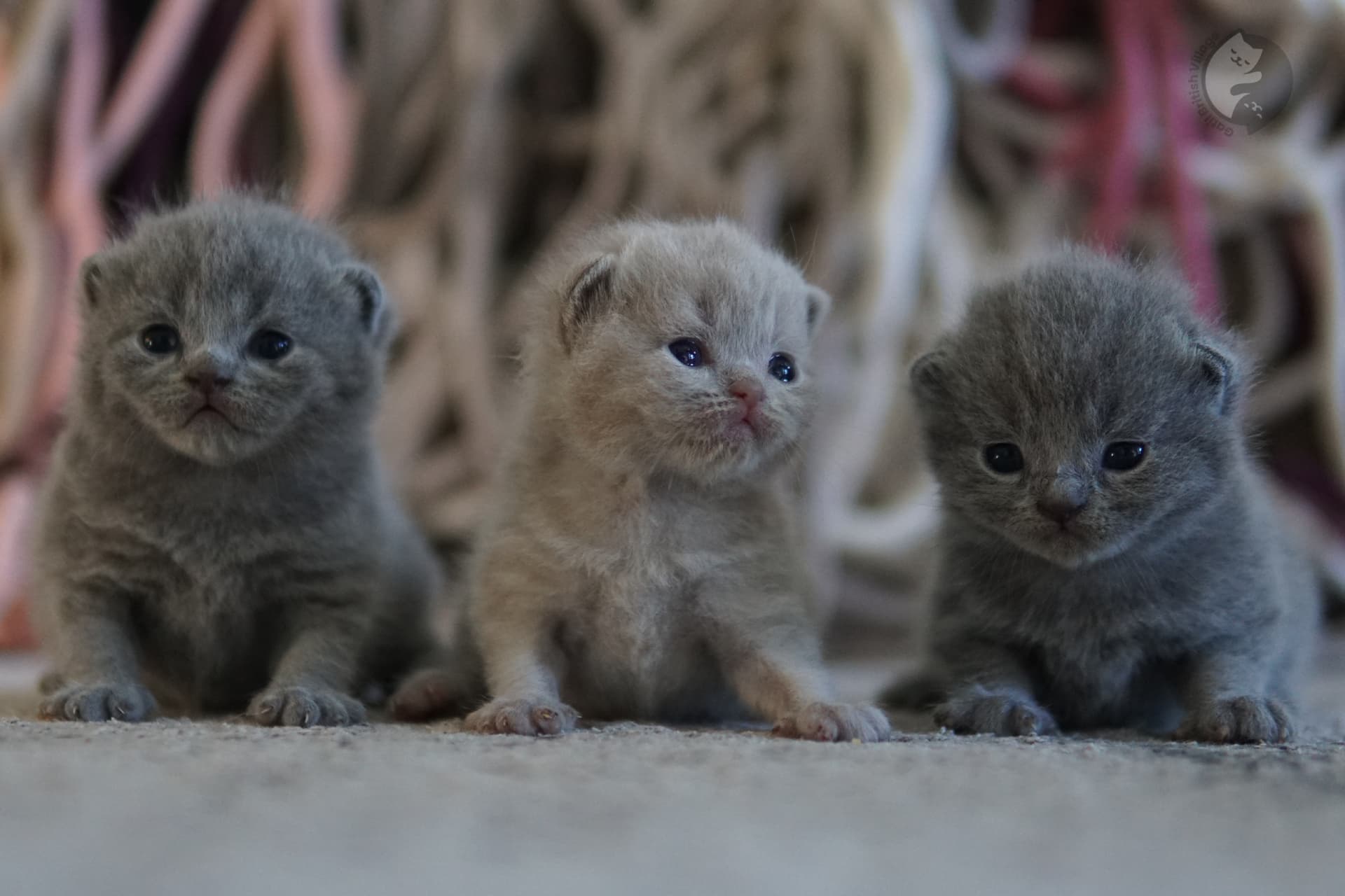 Gatito preparado para saltar y explorar