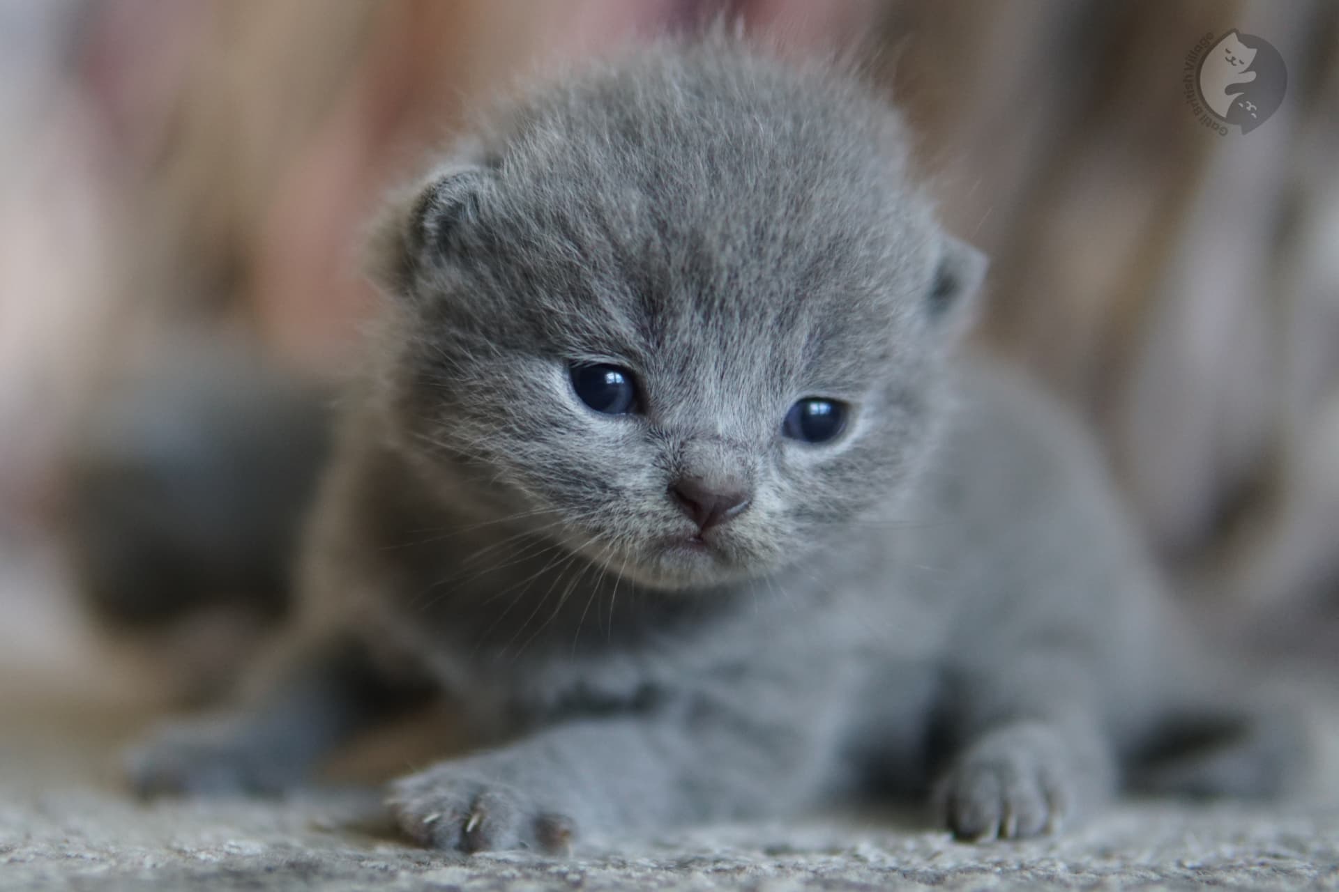 Gatito de pelaje gris intenso sentado