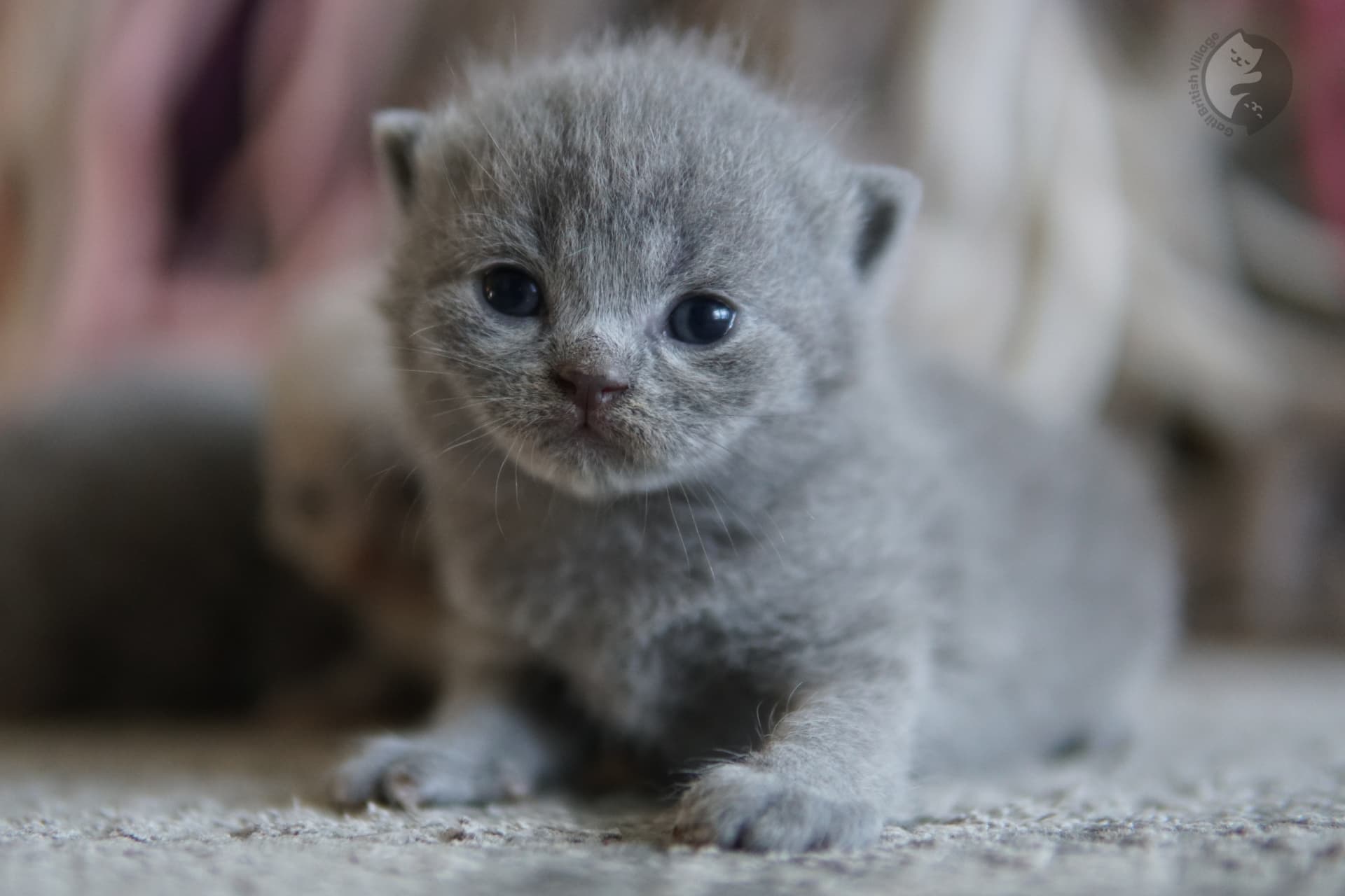 Gatito con rostro tierno y dulce