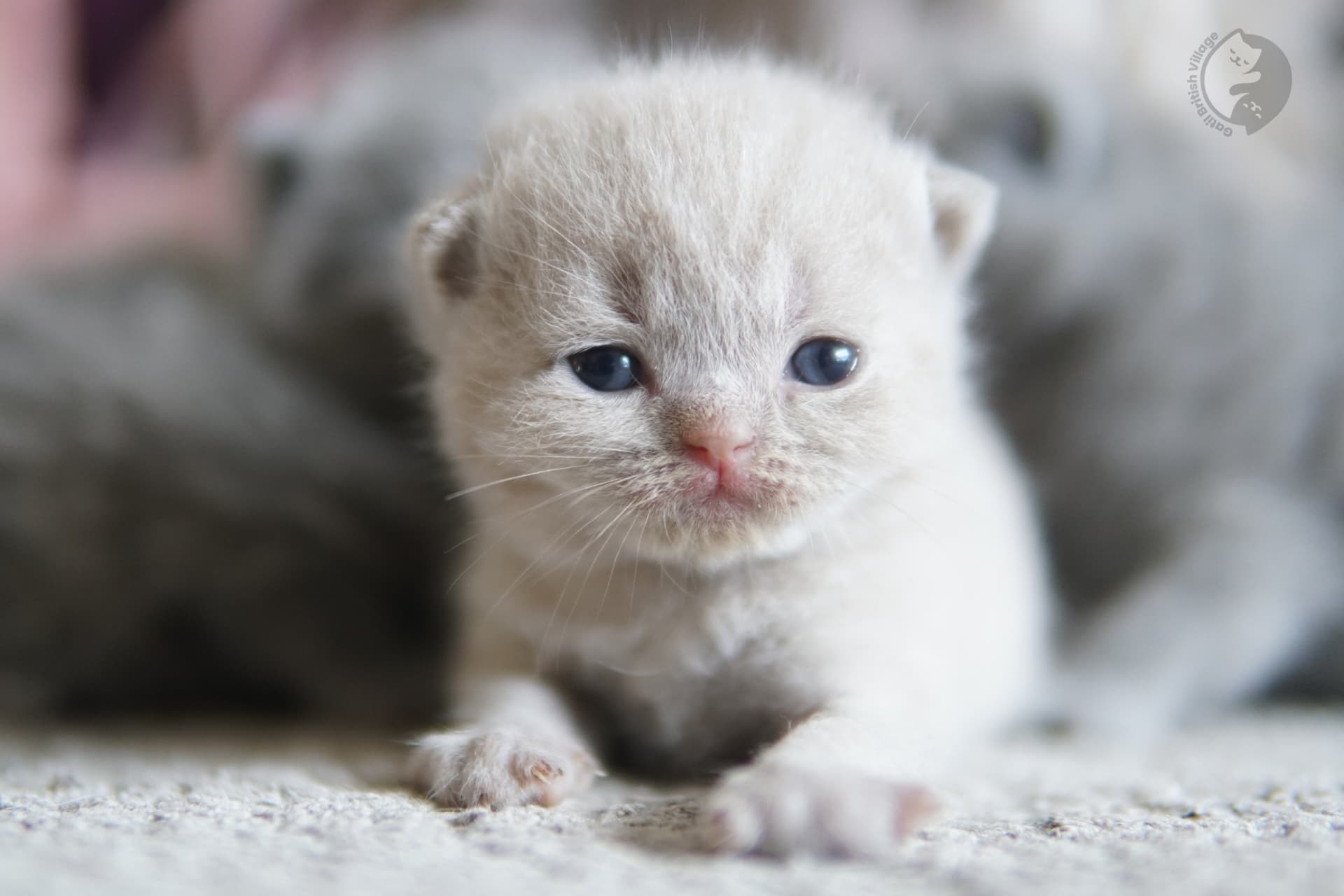 Gatito oliendo suavemente una manta
