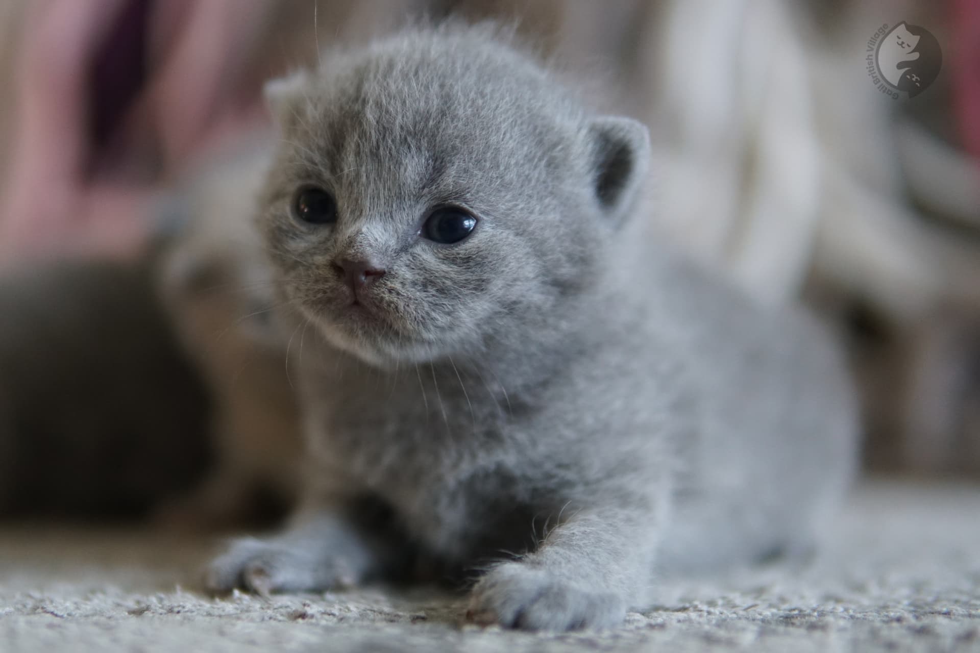 Gatito escondido bajo cobija blanca