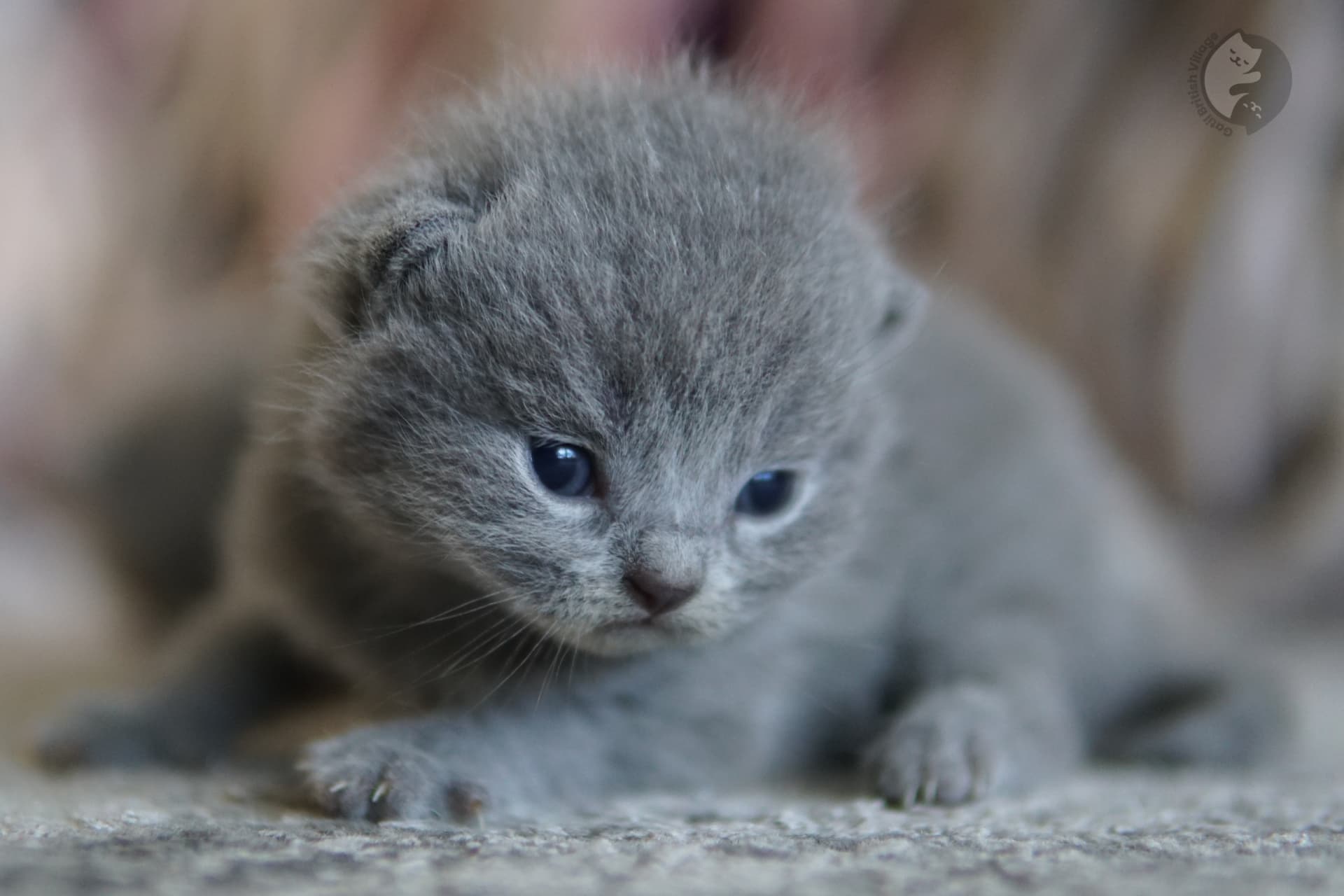 Gatito con mejillas redonditas y suaves