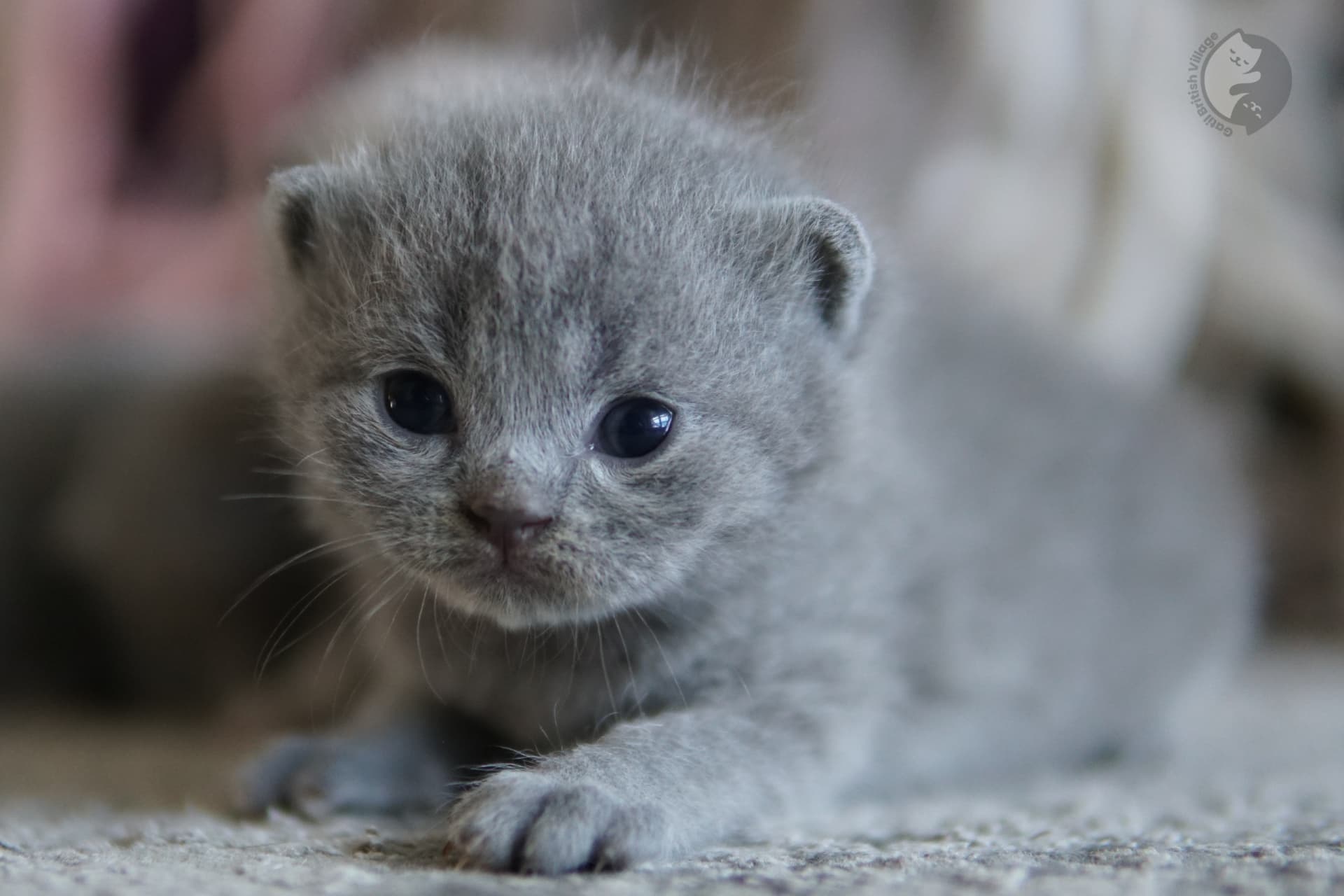Gatito con expresión traviesa y brillante