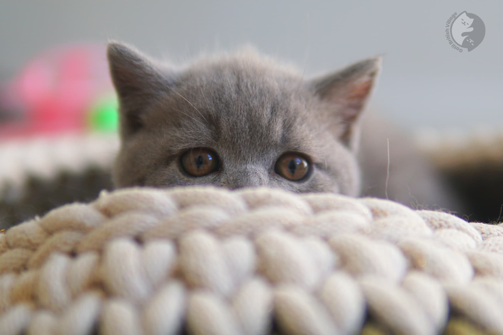 Gatito de raza British Shorthair en primer plano - foto 2
