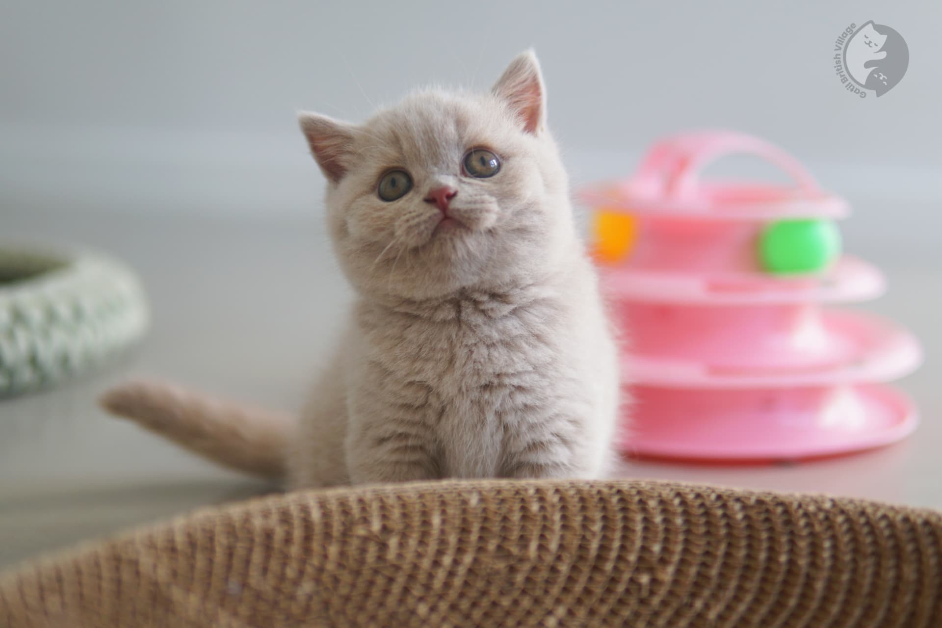 Tres cachorros British Shorthair acurrucados - foto 3