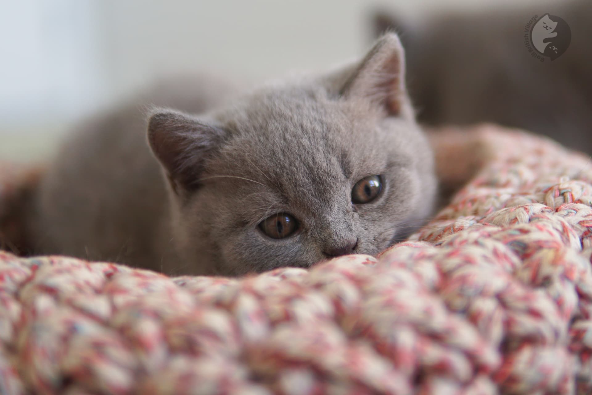 Cachorro de gato British Shorthair durmiendo - foto 4